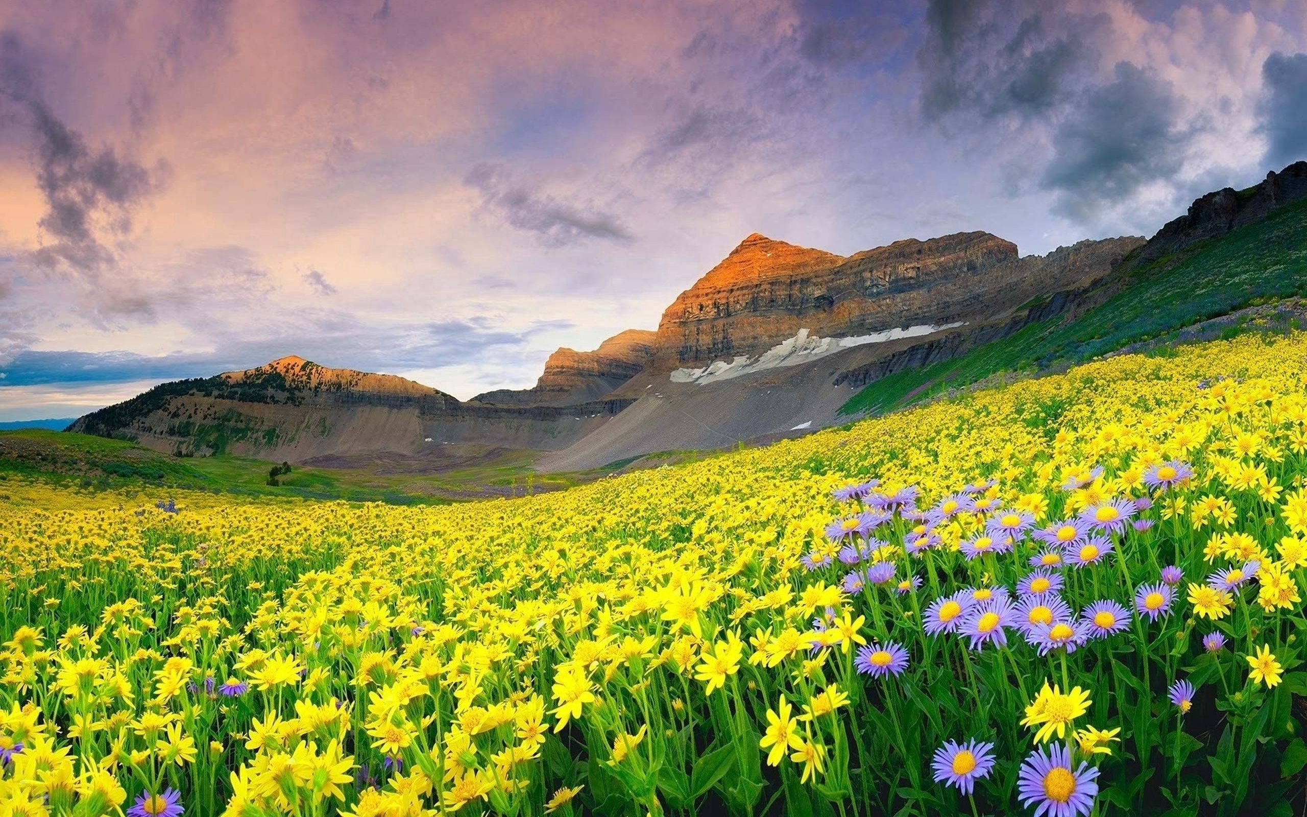 Free download wallpaper Nature, Flowers, Grass, Mountains, Field on your PC desktop