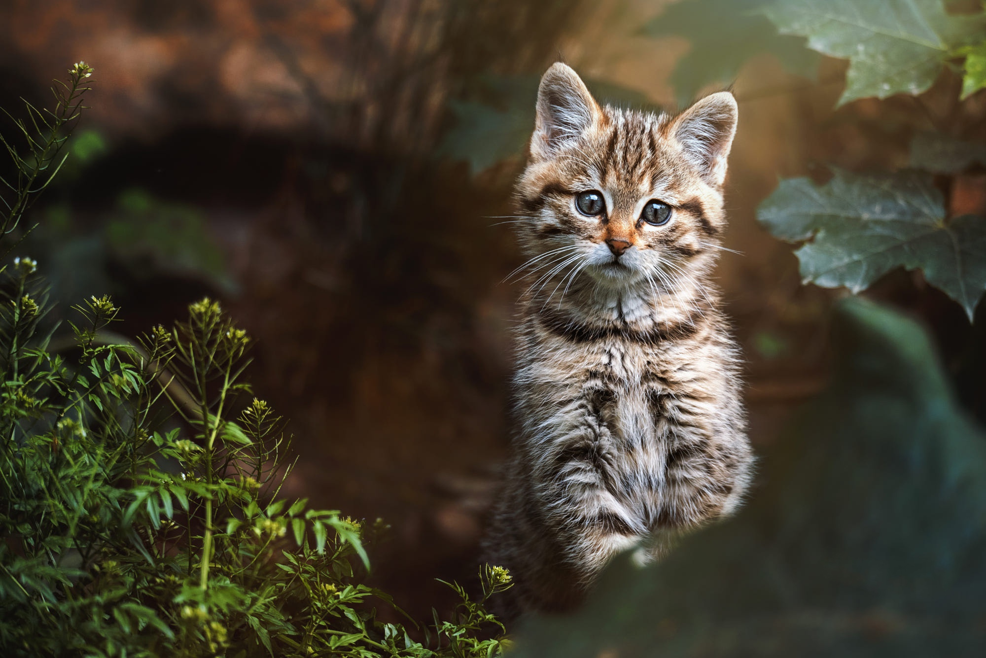 Free download wallpaper Cats, Cat, Kitten, Animal, Baby Animal on your PC desktop