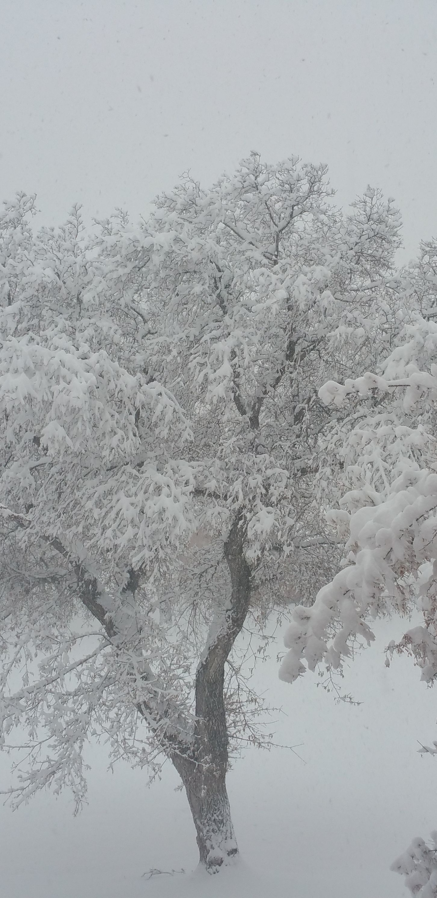 Скачати мобільні шпалери Зима, Сніг, Дерево, Фотографія безкоштовно.