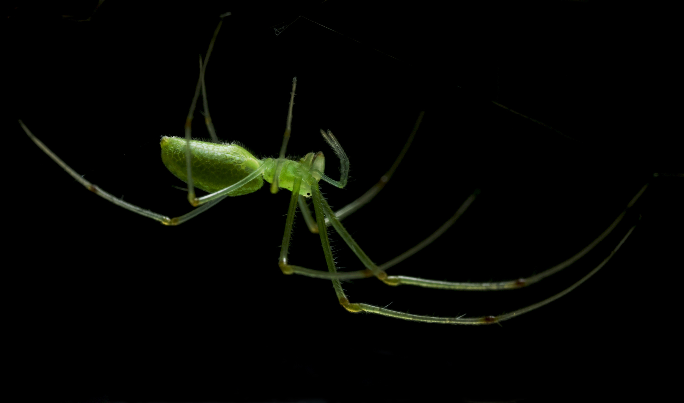 Handy-Wallpaper Spinnen, Spinne, Tiere kostenlos herunterladen.