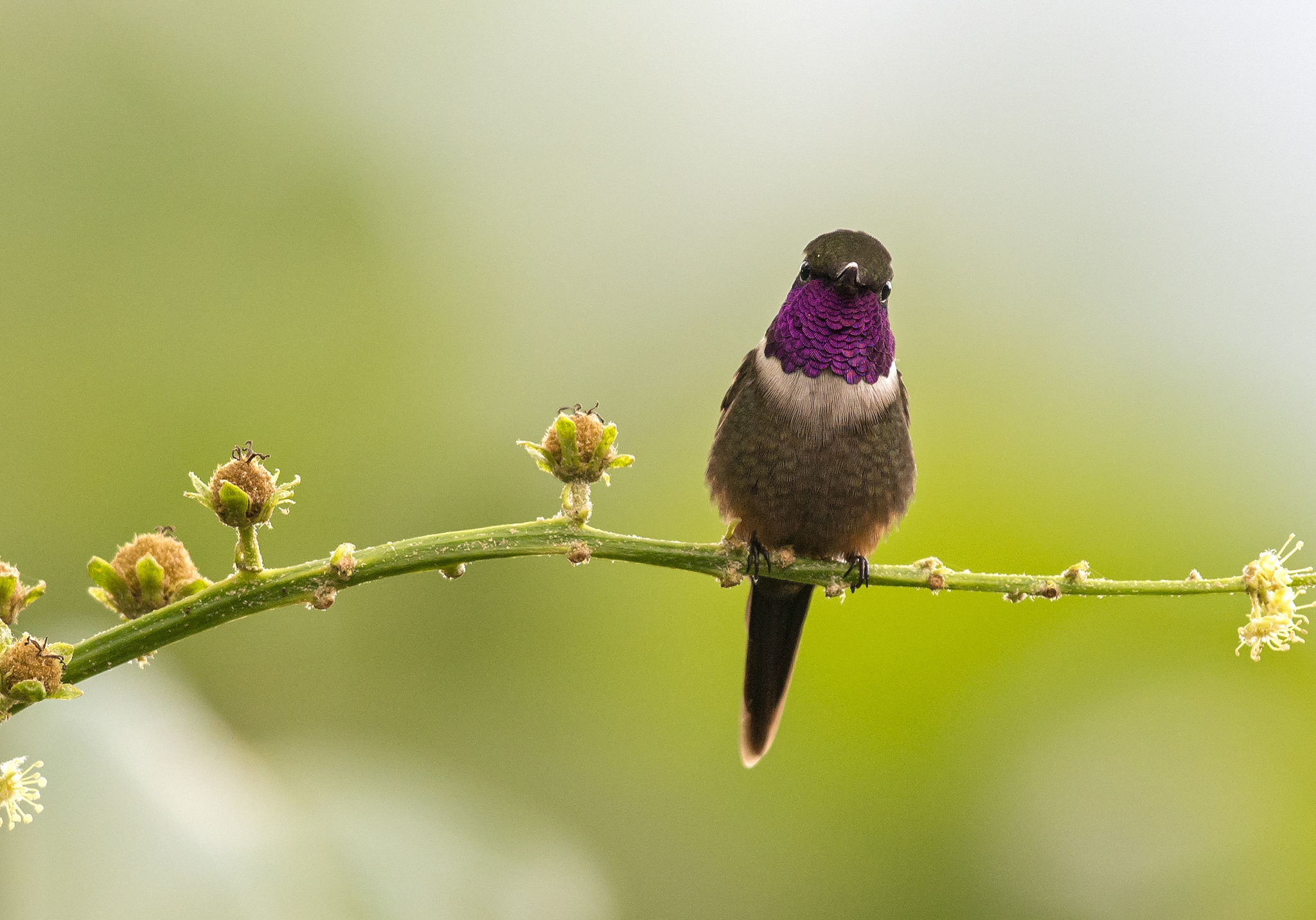 Baixar papel de parede para celular de Beija Flor, Aves, Animais gratuito.