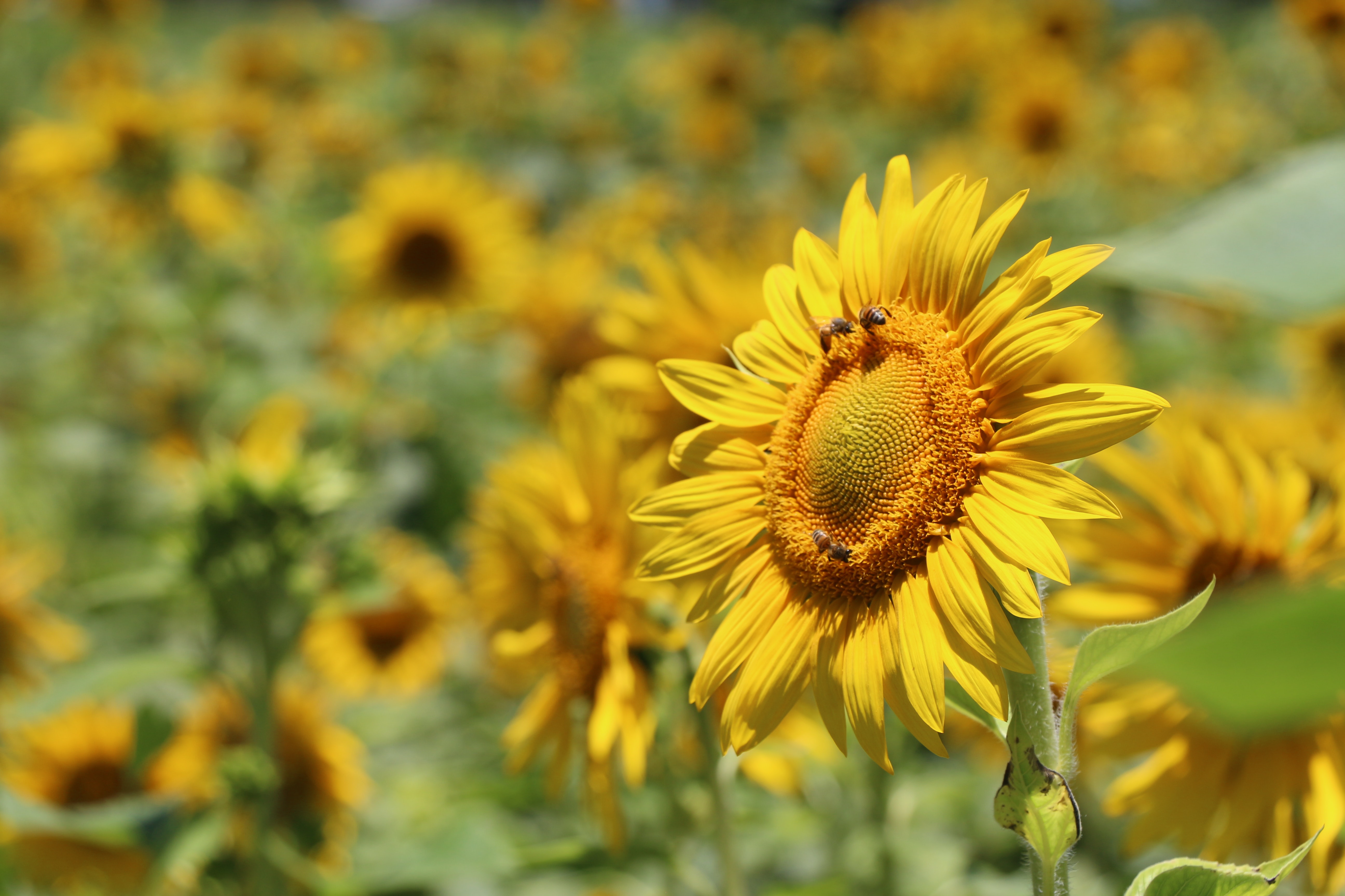 138302 descargar imagen flores, abejas, amarillo, borrosidad, suave, girasol, polinización: fondos de pantalla y protectores de pantalla gratis