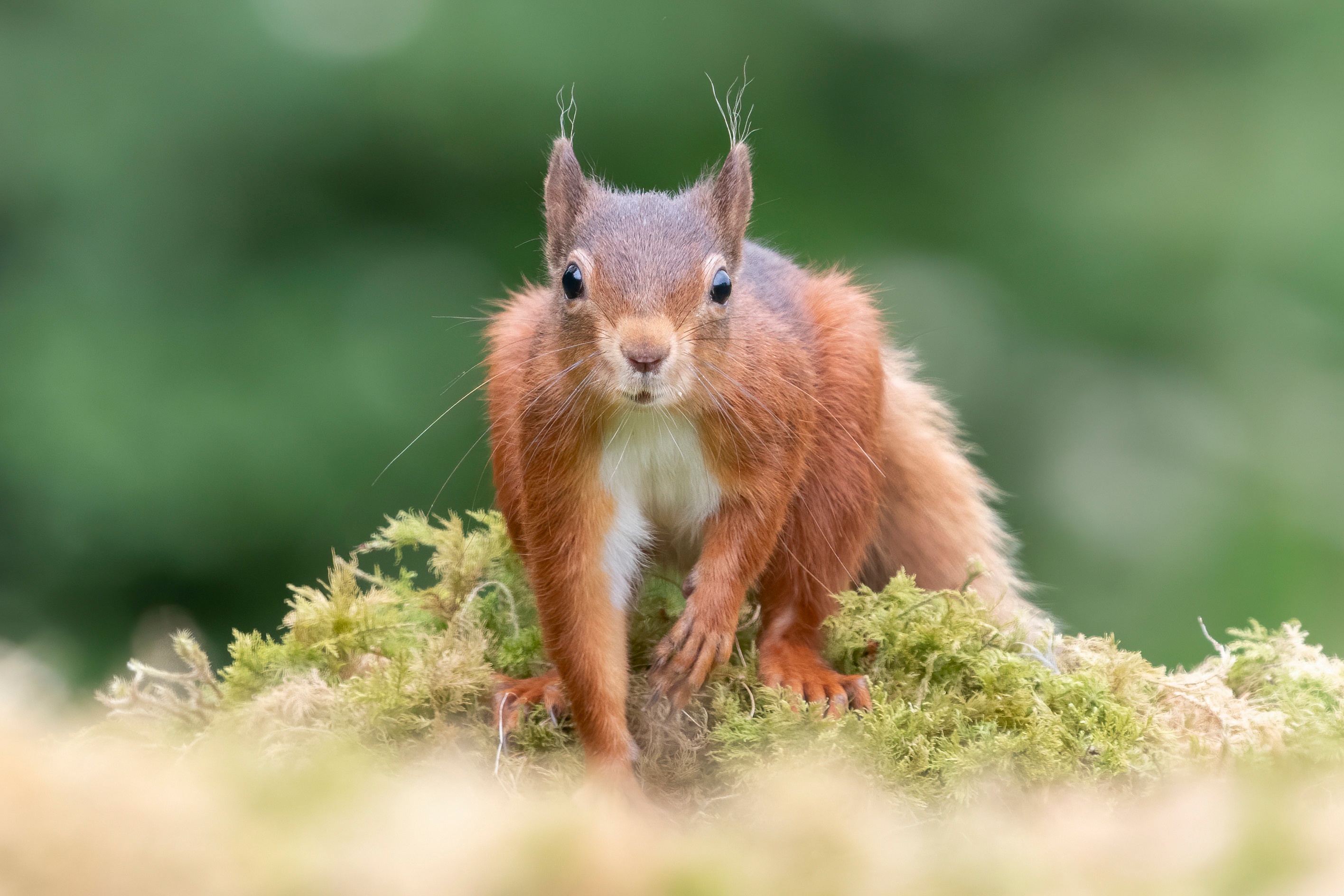 Descarga gratis la imagen Animales, Ardilla, Roedor en el escritorio de tu PC