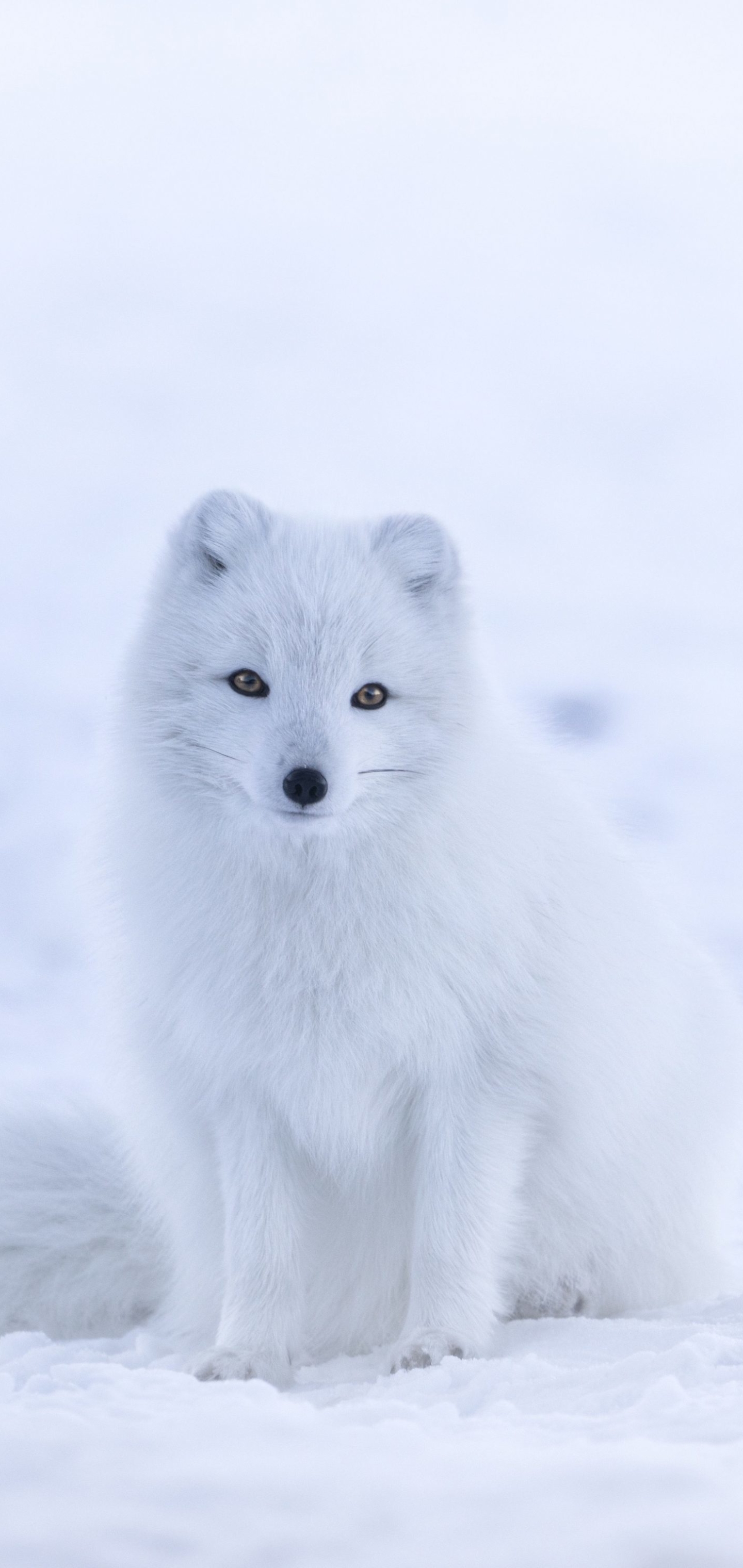 Скачать картинку Животные, Собаки, Снег, Белый, Арктическая Лиса в телефон бесплатно.