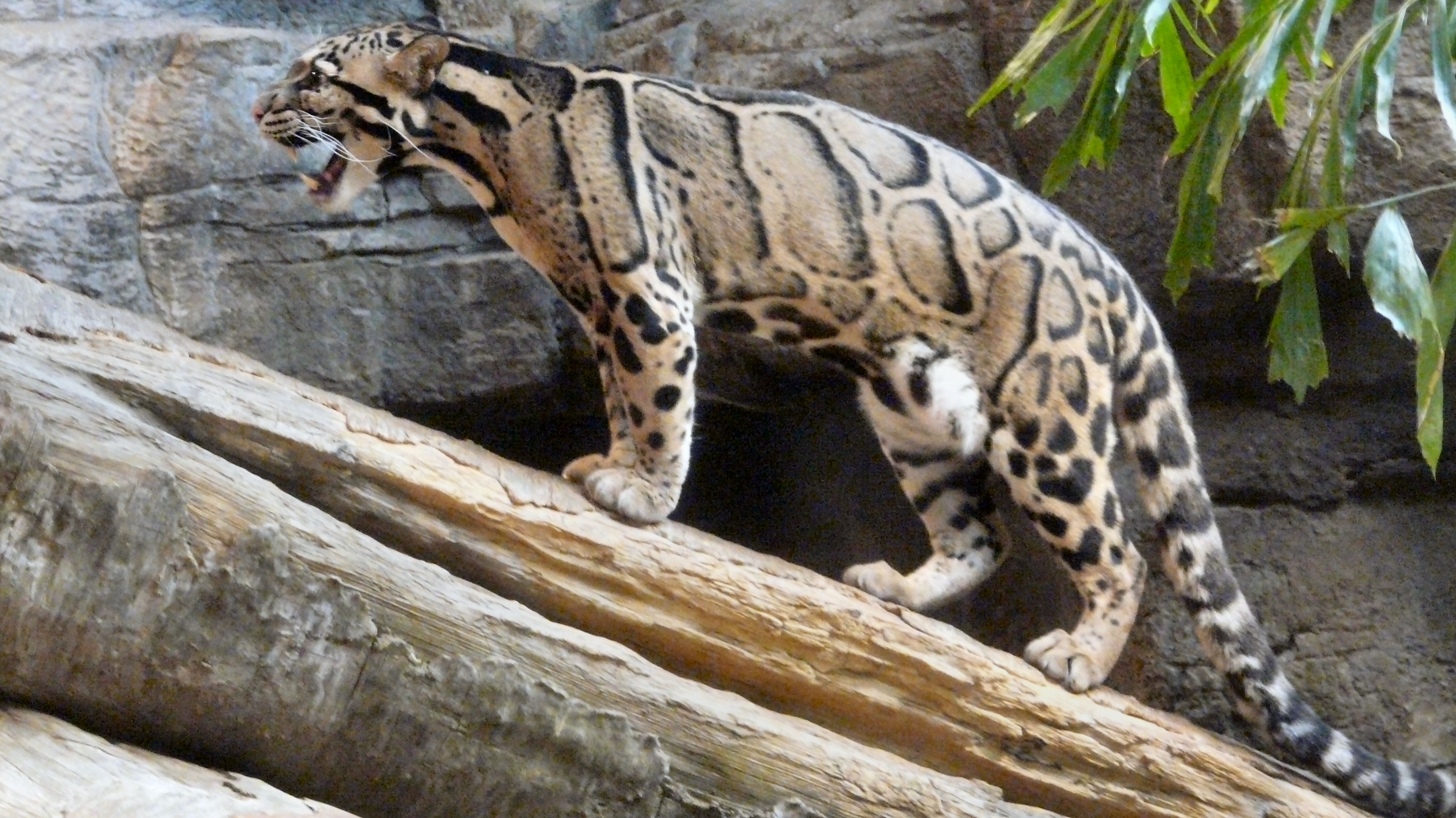 353195 baixar imagens animais, leopardo nebuloso, gatos - papéis de parede e protetores de tela gratuitamente