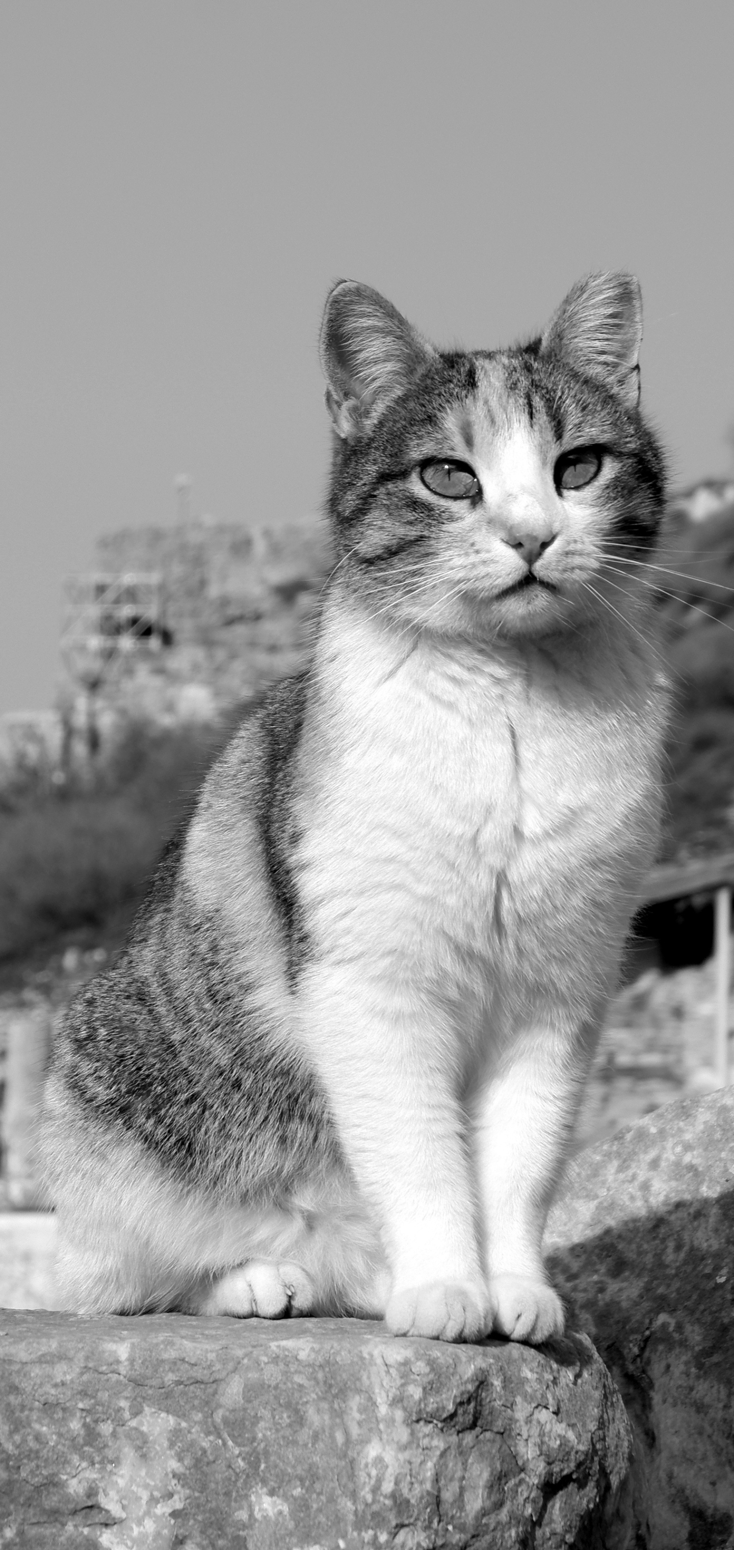 Free download wallpaper Cats, Cat, Animal, Black & White on your PC desktop