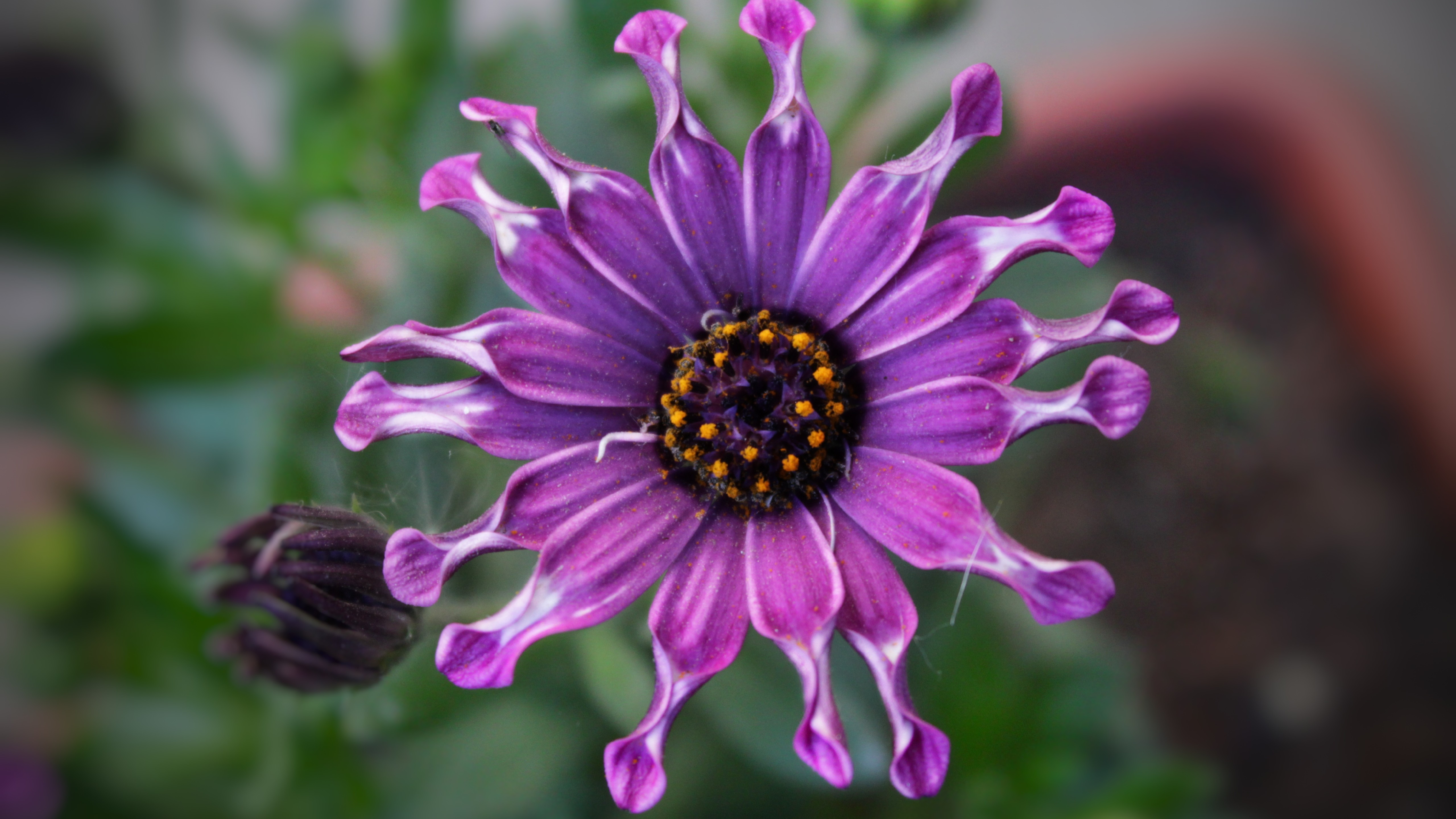無料モバイル壁紙花, 地球, デイジー, アフリカンデイジー, 紫色の花をダウンロードします。