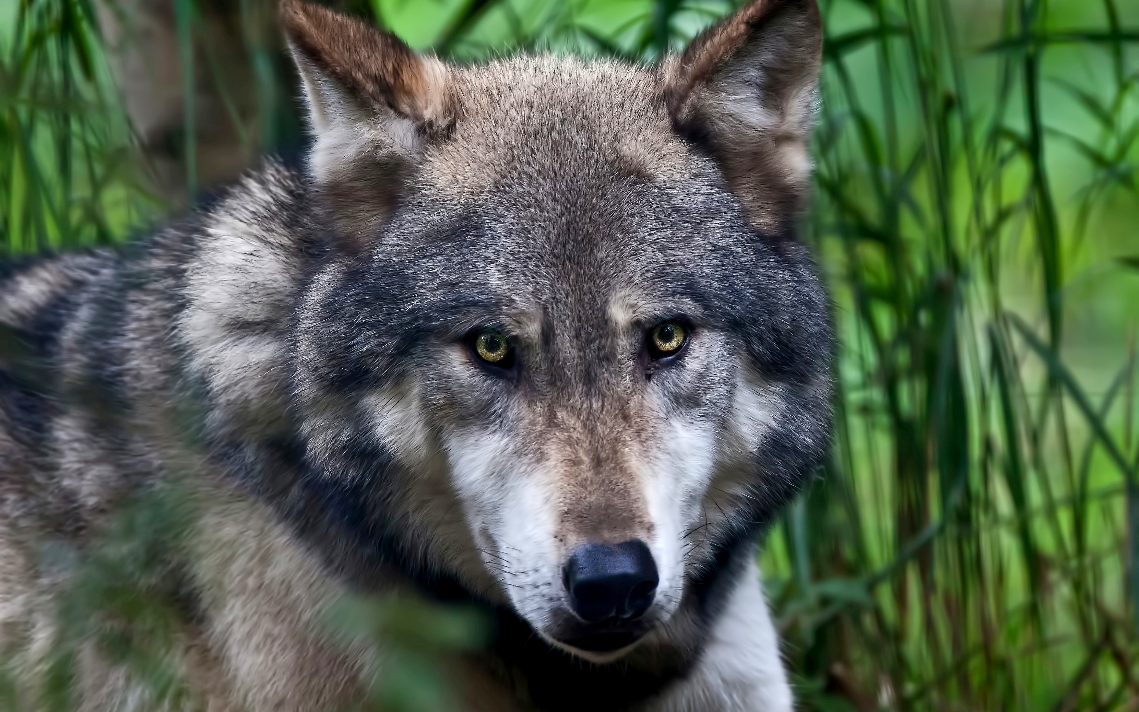 Download mobile wallpaper Close Up, Wolf, Animal, Face for free.