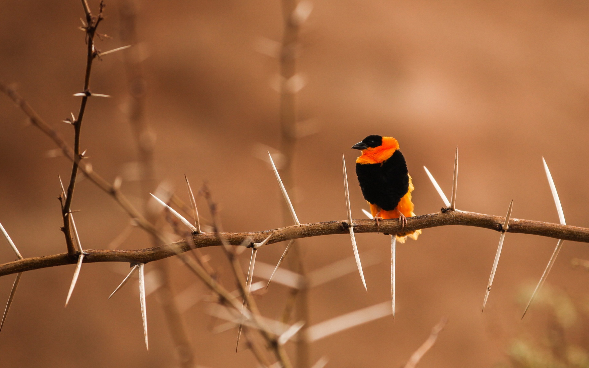 Baixe gratuitamente a imagem Pássaro, Aves, Animais na área de trabalho do seu PC