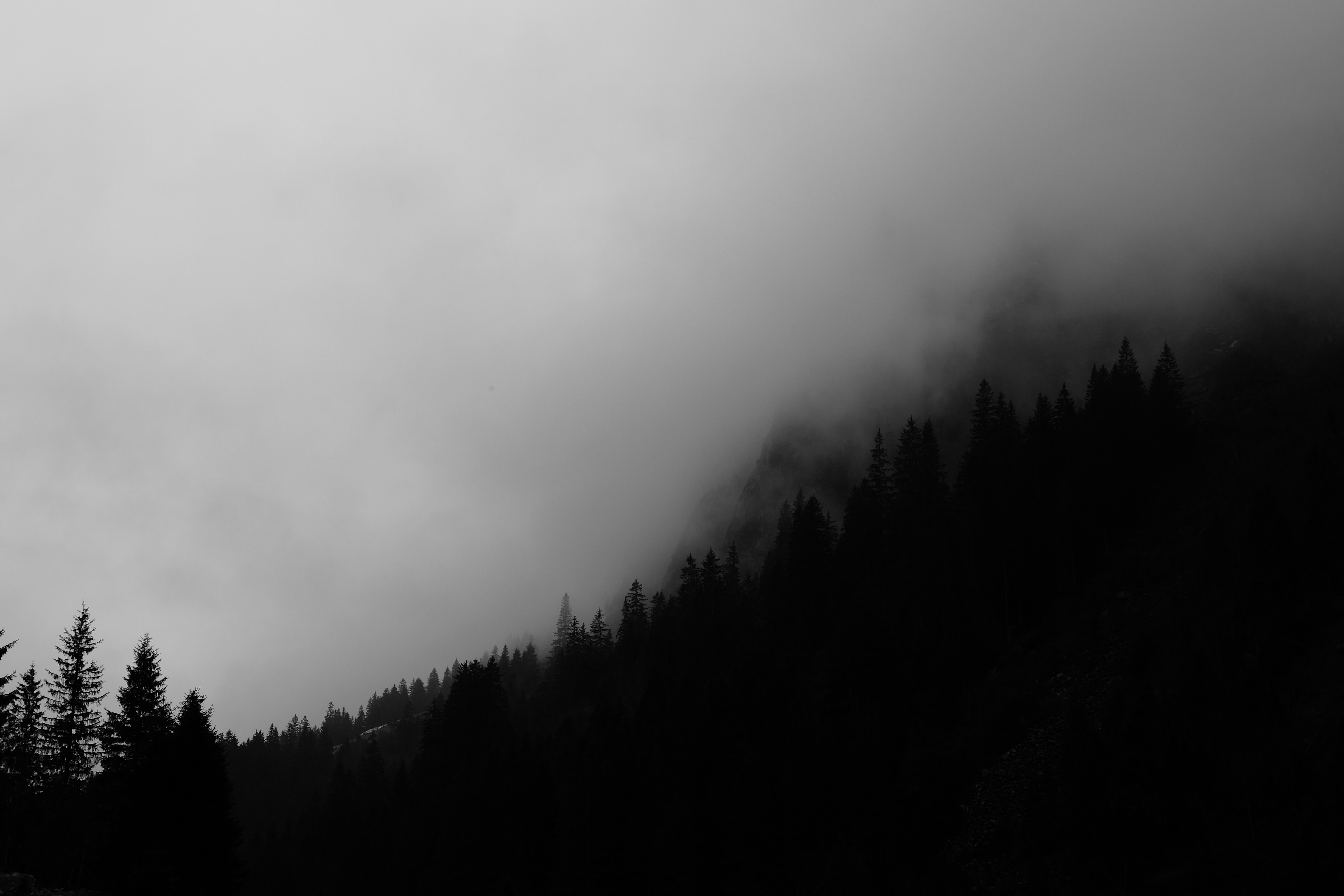 dark, bw, black, trees, forest, fog, chb for android