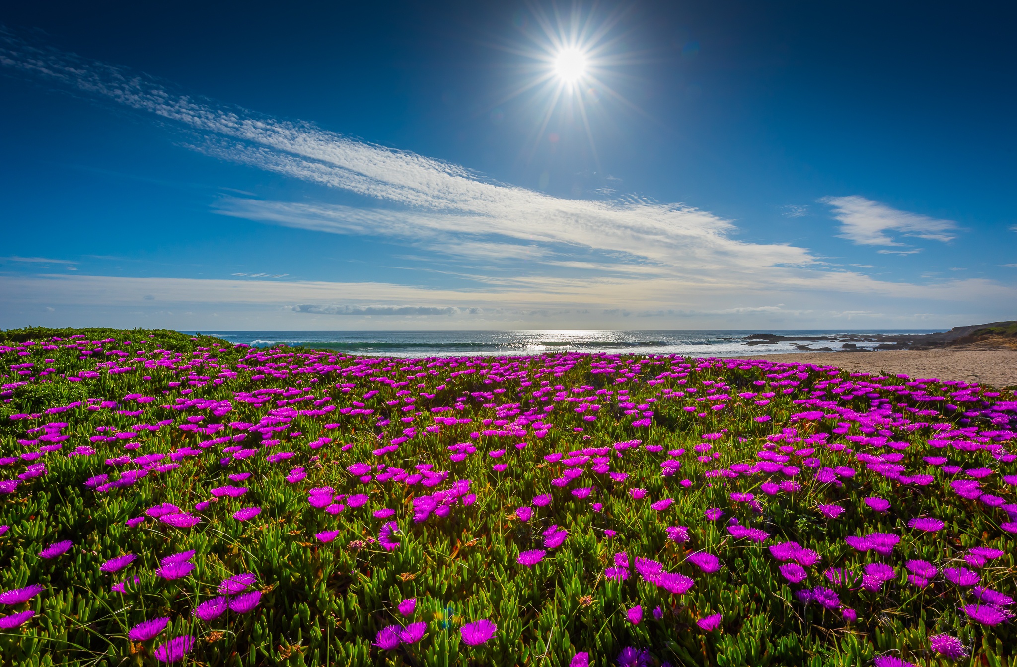 Free download wallpaper Landscape, Sky, Flower, Coast, Ocean, Earth on your PC desktop