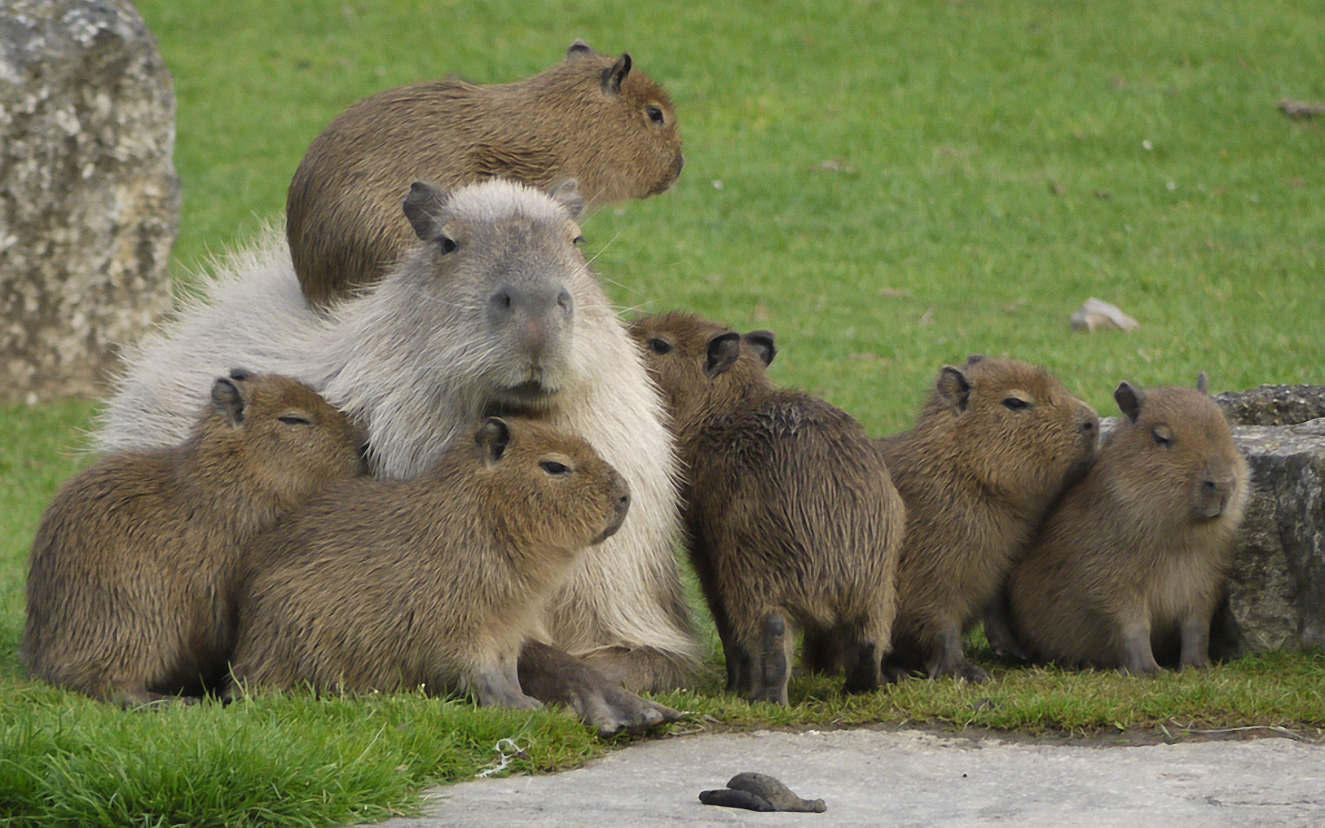 Meilleurs fonds d'écran Capybara pour l'écran du téléphone