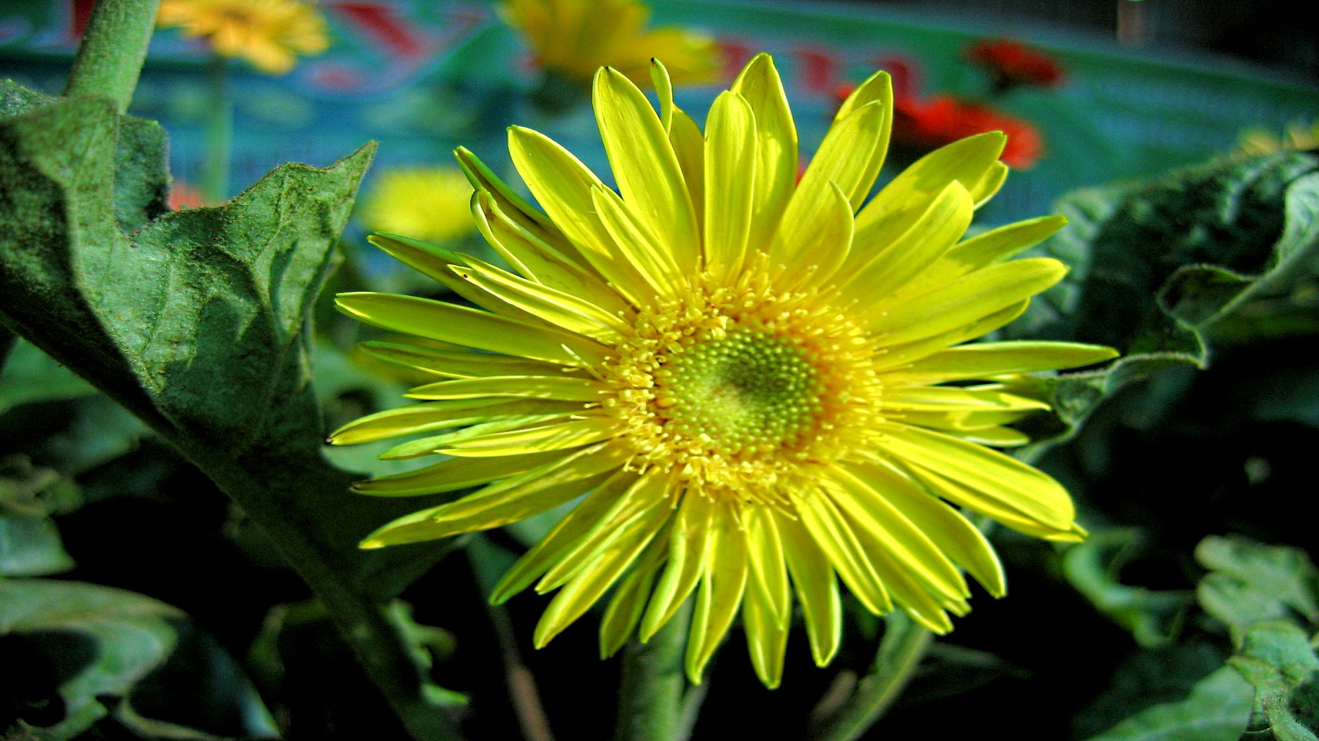 Baixe gratuitamente a imagem Flores, Flor, Terra/natureza na área de trabalho do seu PC