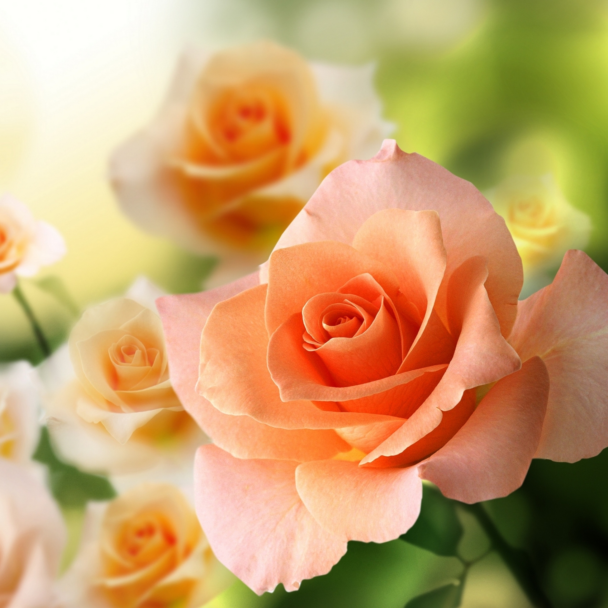 Download mobile wallpaper Flowers, Rose, Earth for free.