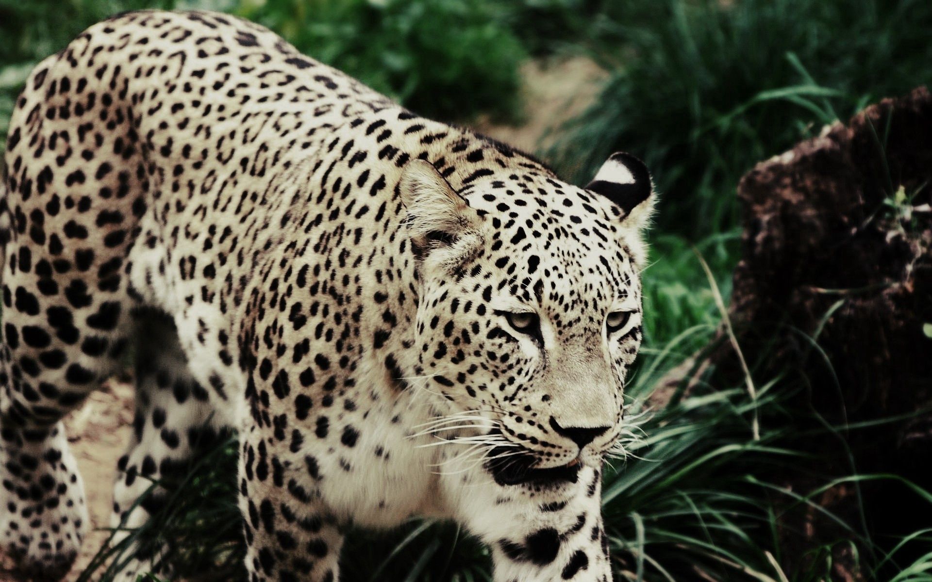 無料モバイル壁紙草, ヒョウ, 豹, 発見, むら, 大きな猫, ビッグキャット, 散歩, 動物をダウンロードします。
