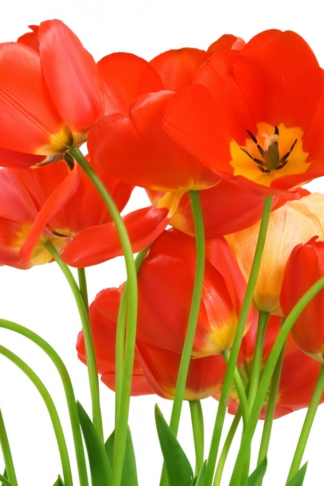 Download mobile wallpaper Flowers, Earth, Tulip for free.