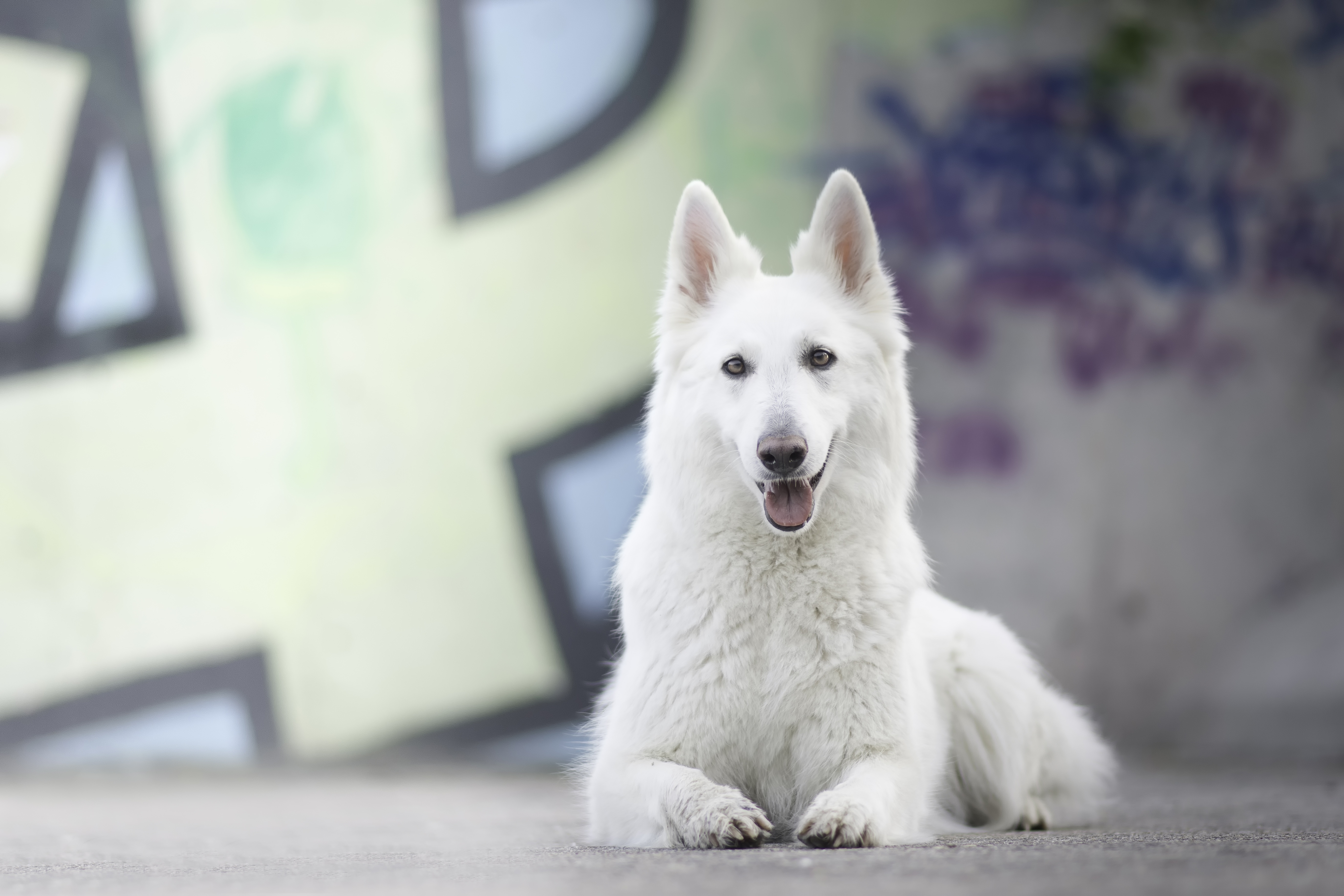 957985 descargar imagen animales, pastor blanco suizo, perro: fondos de pantalla y protectores de pantalla gratis