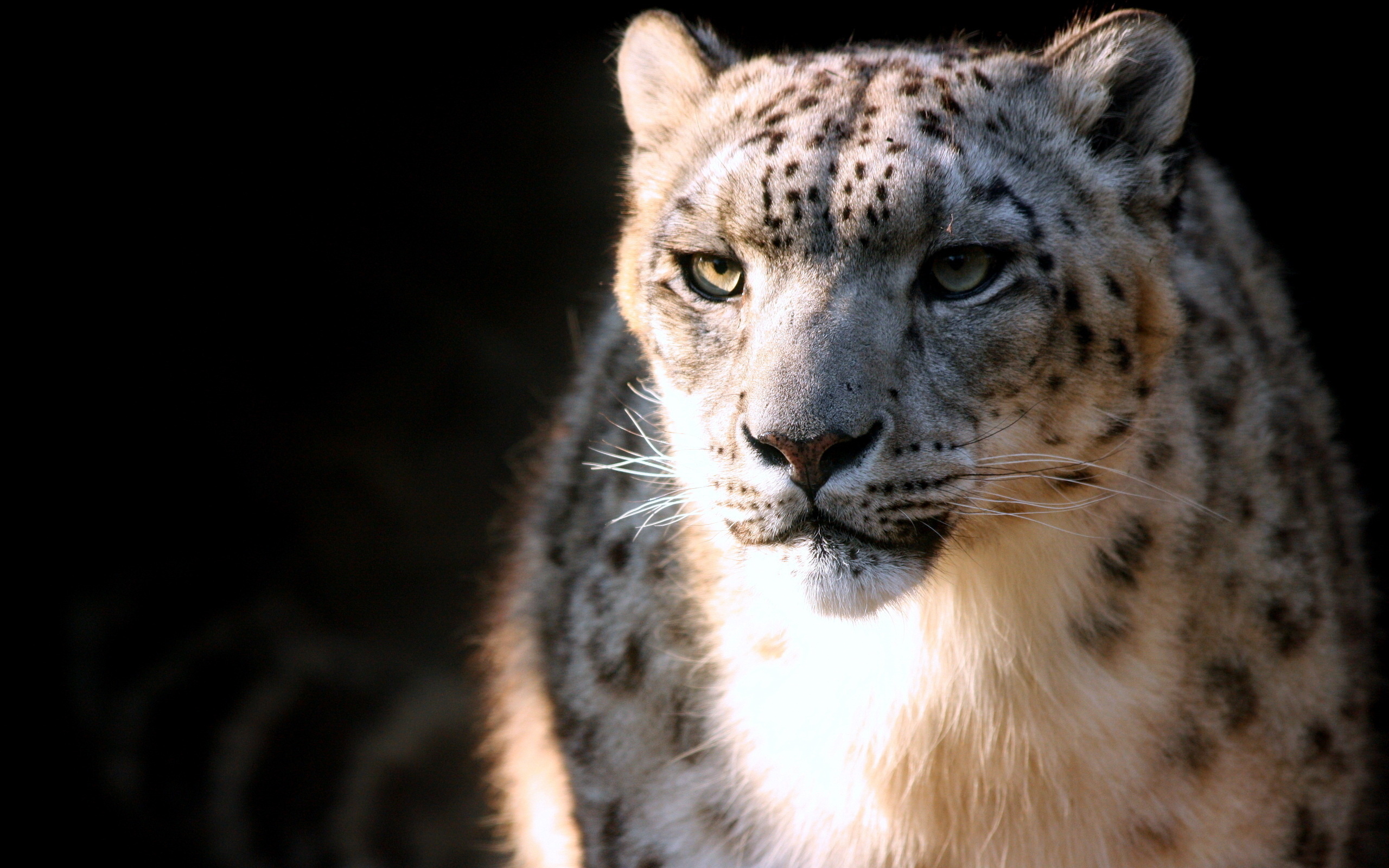 Download mobile wallpaper Snow Leopard, Animal for free.