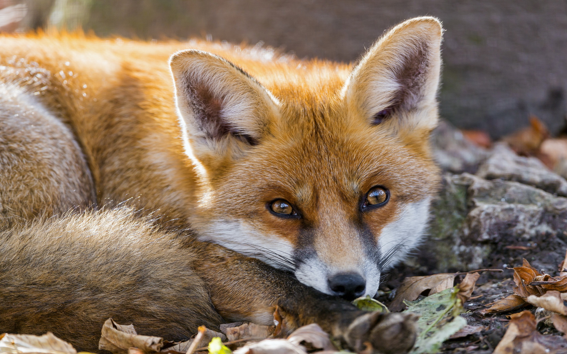 Handy-Wallpaper Tiere, Fuchs kostenlos herunterladen.