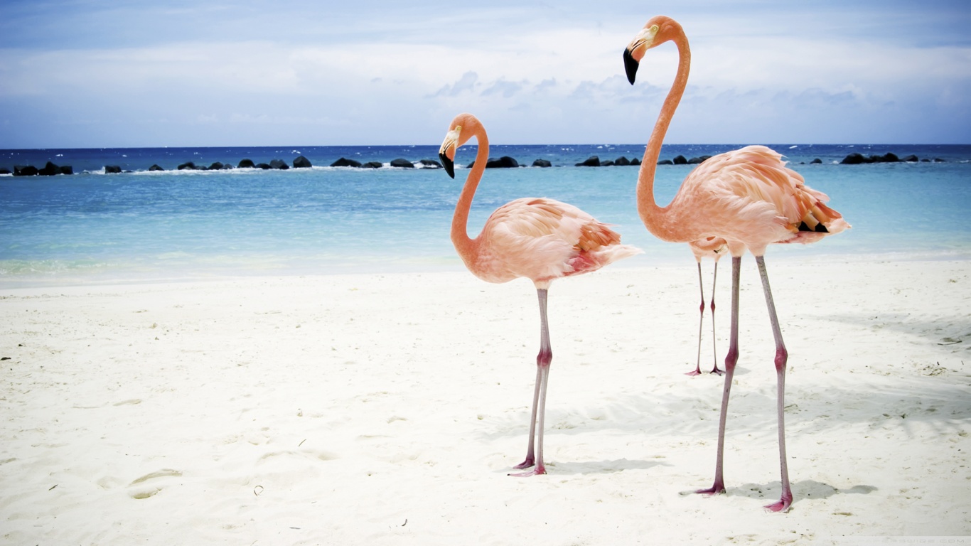 Download mobile wallpaper Flamingo, Bird, Birds, Animal for free.