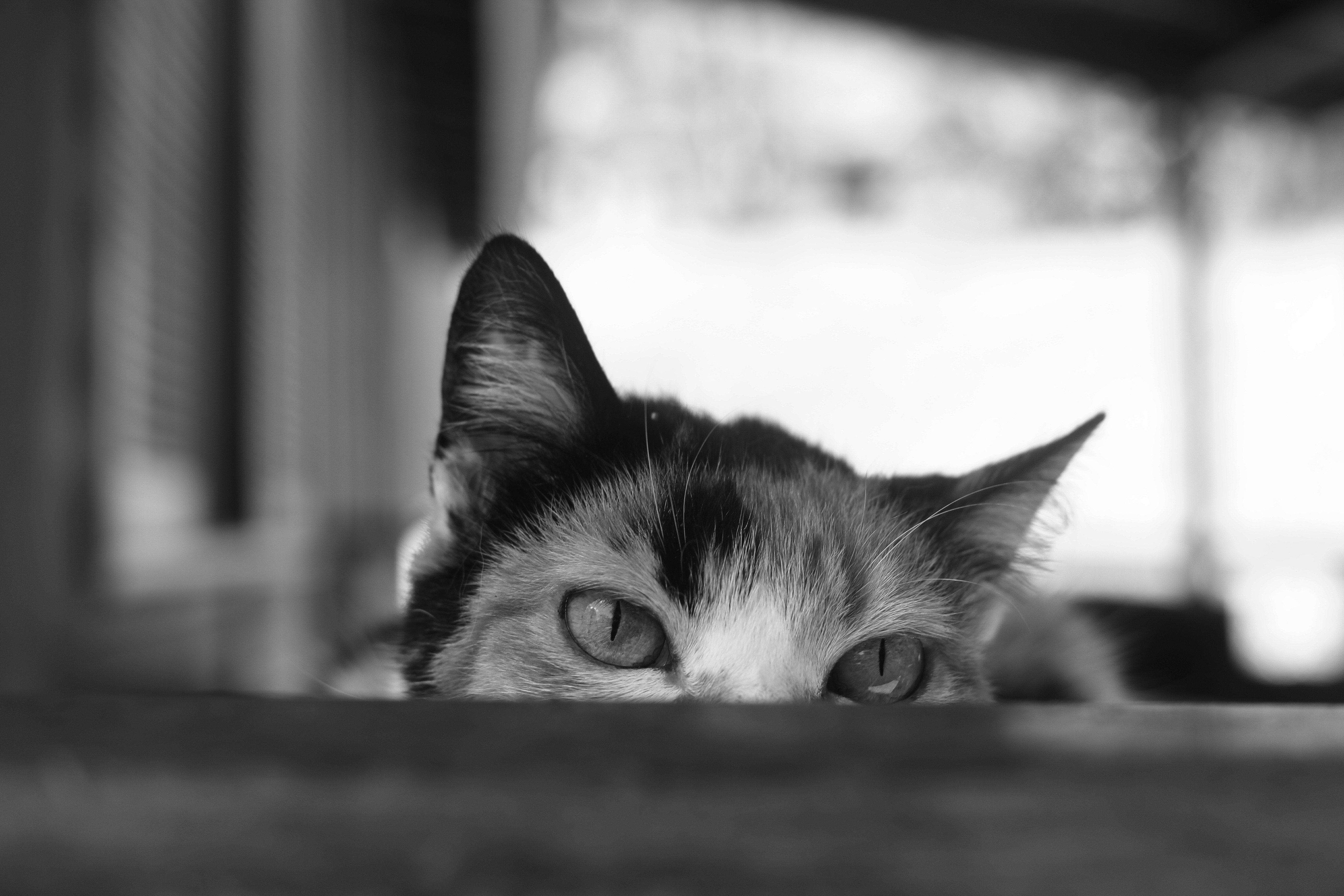 Download mobile wallpaper Cats, Cat, Animal, Black & White, Stare for free.