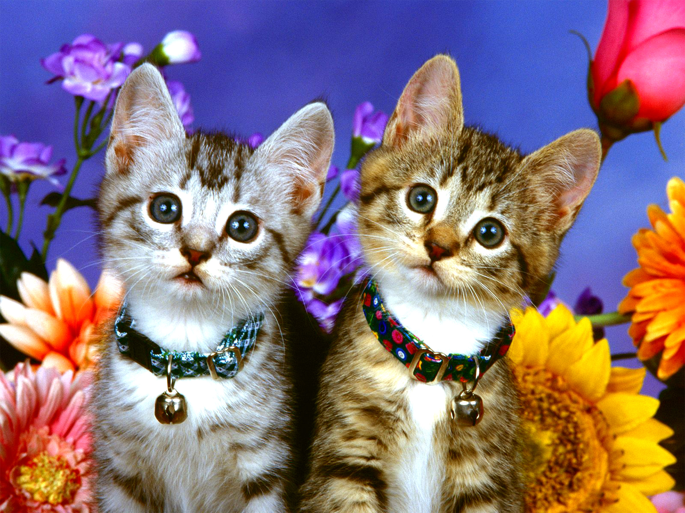 Free download wallpaper Cats, Flower, Cat, Kitten, Animal, Cute on your PC desktop