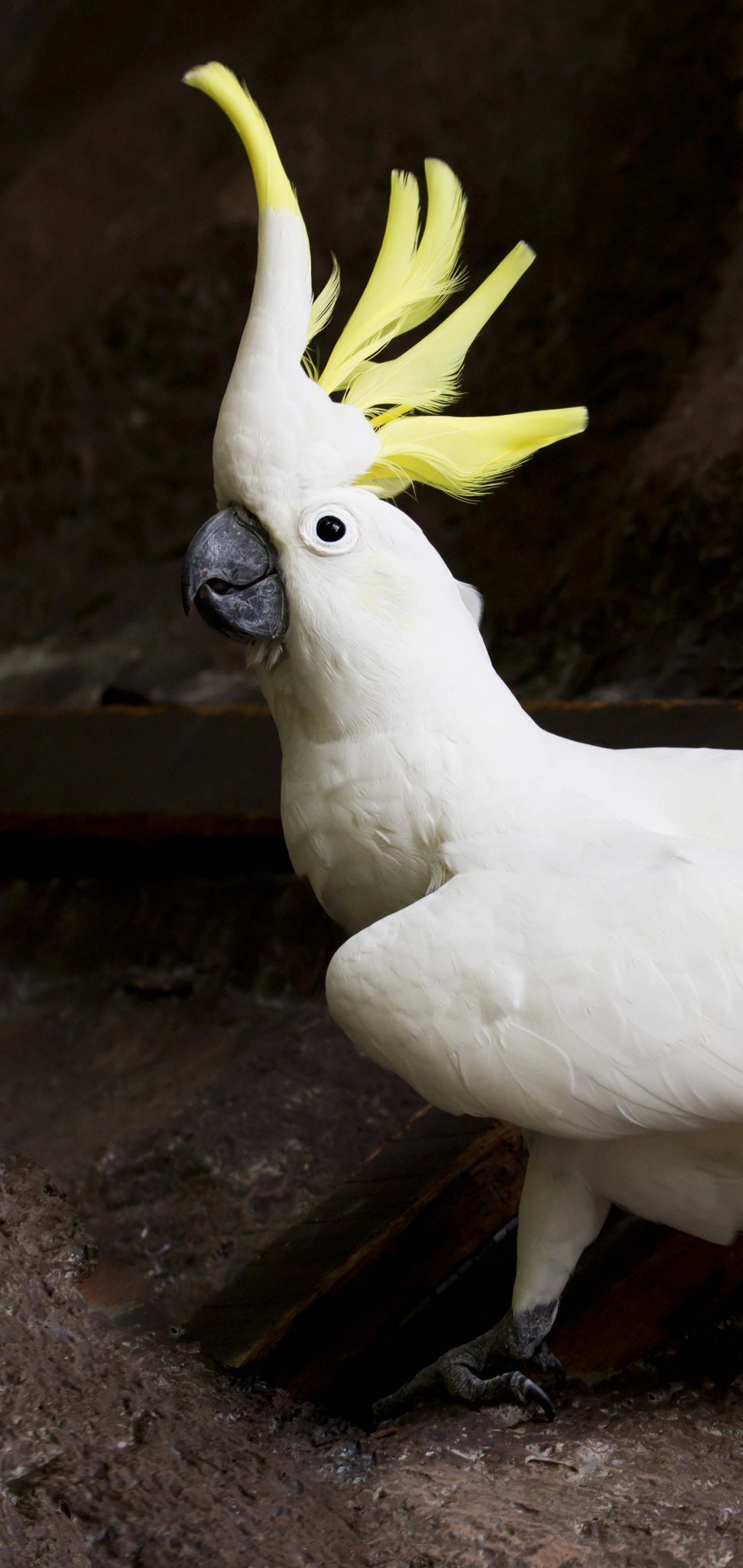 無料モバイル壁紙動物, 鳥, サルファー・クレステッド・オウムをダウンロードします。