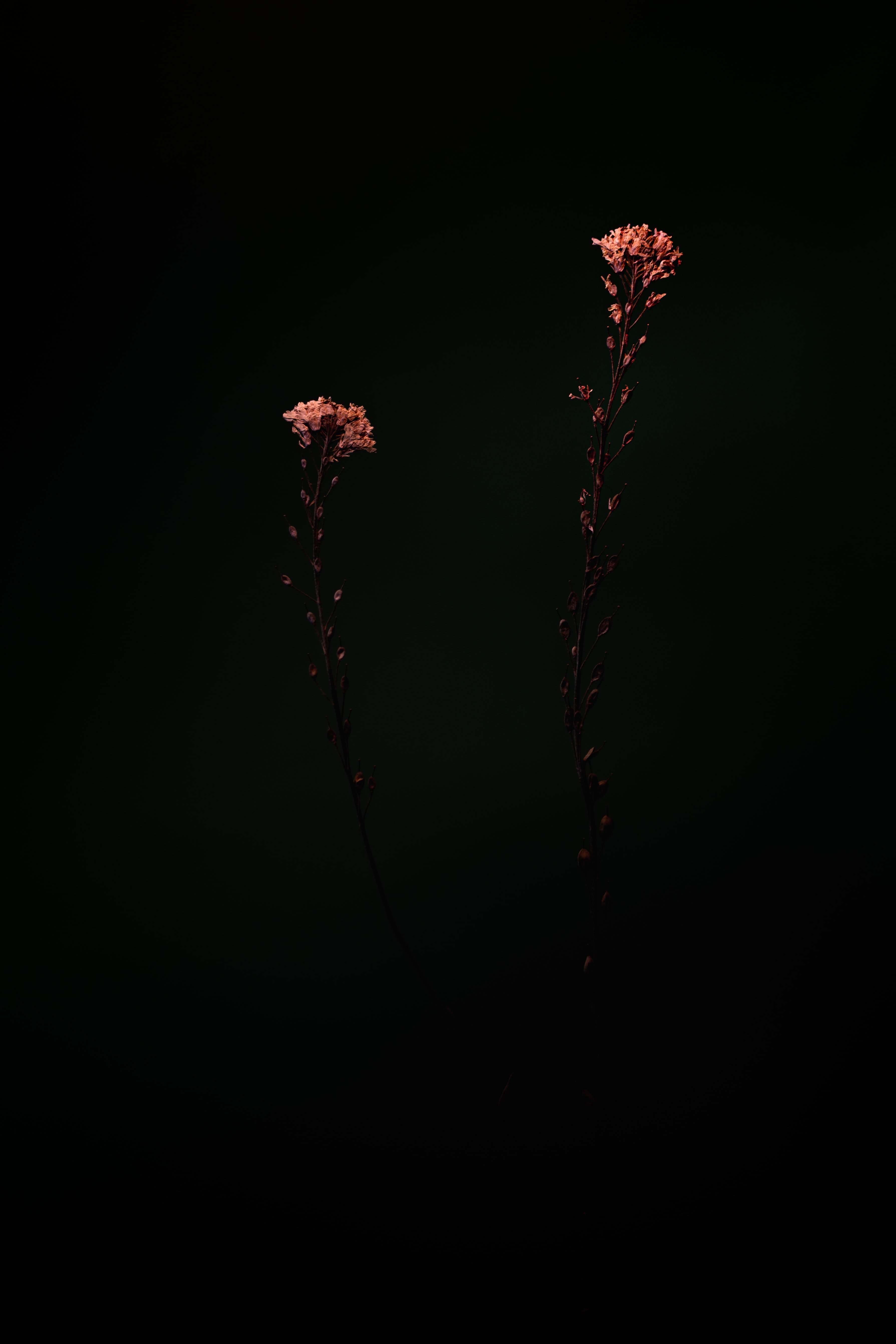 Free download wallpaper Flowers, Macro, Dark, Plants on your PC desktop