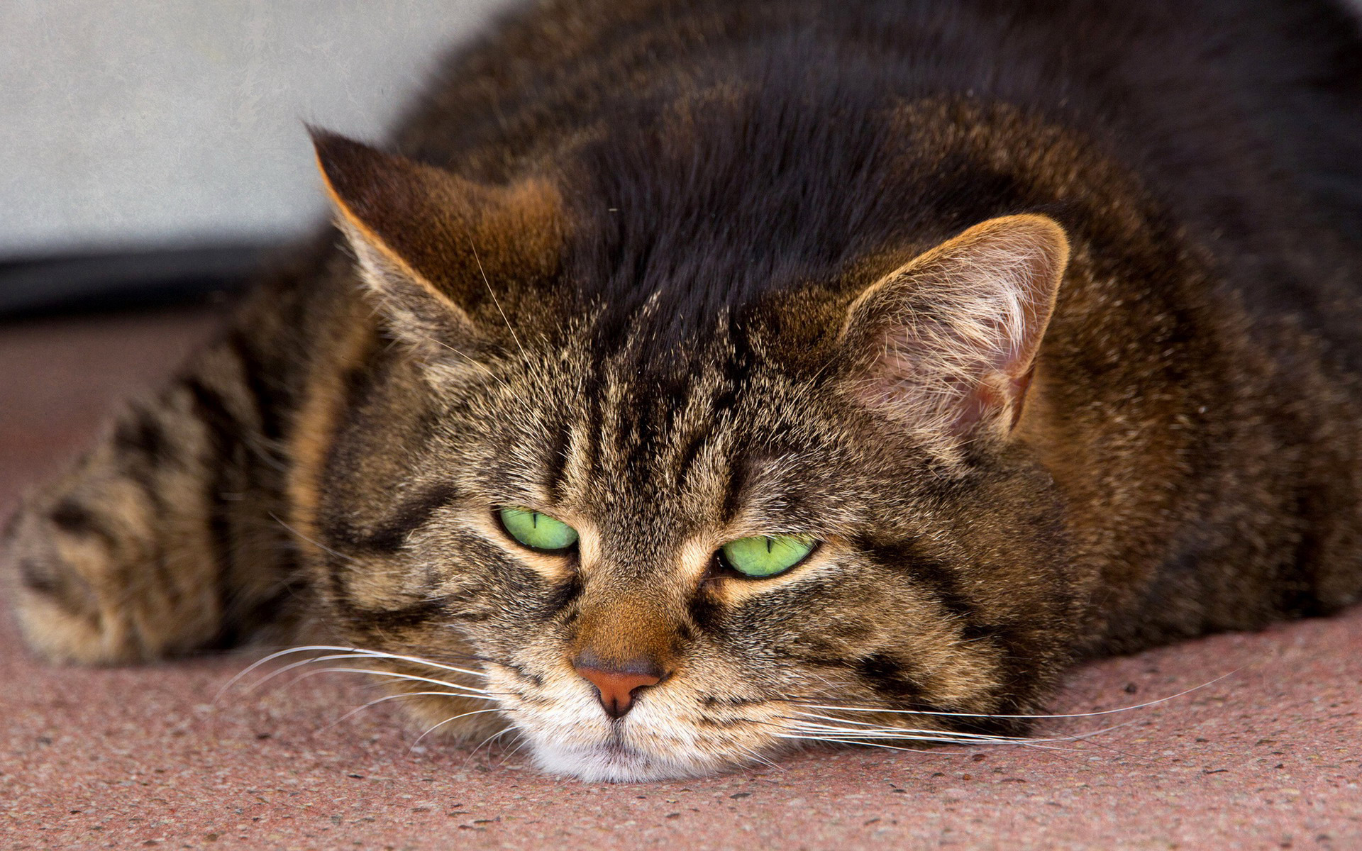 Baixe gratuitamente a imagem Gato, Gatos, Animais na área de trabalho do seu PC