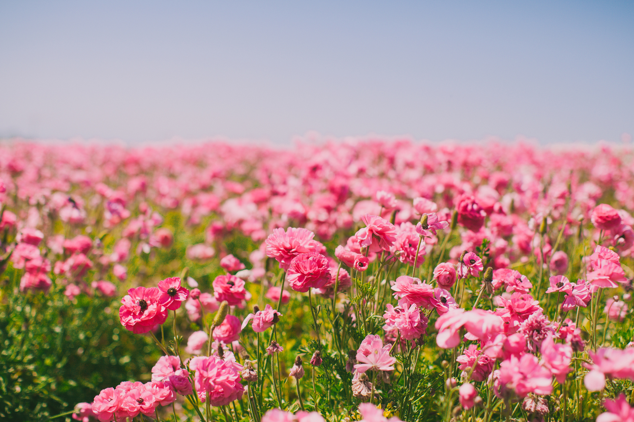 Download mobile wallpaper Nature, Flowers, Flower, Blur, Earth, Field, Pink Flower for free.