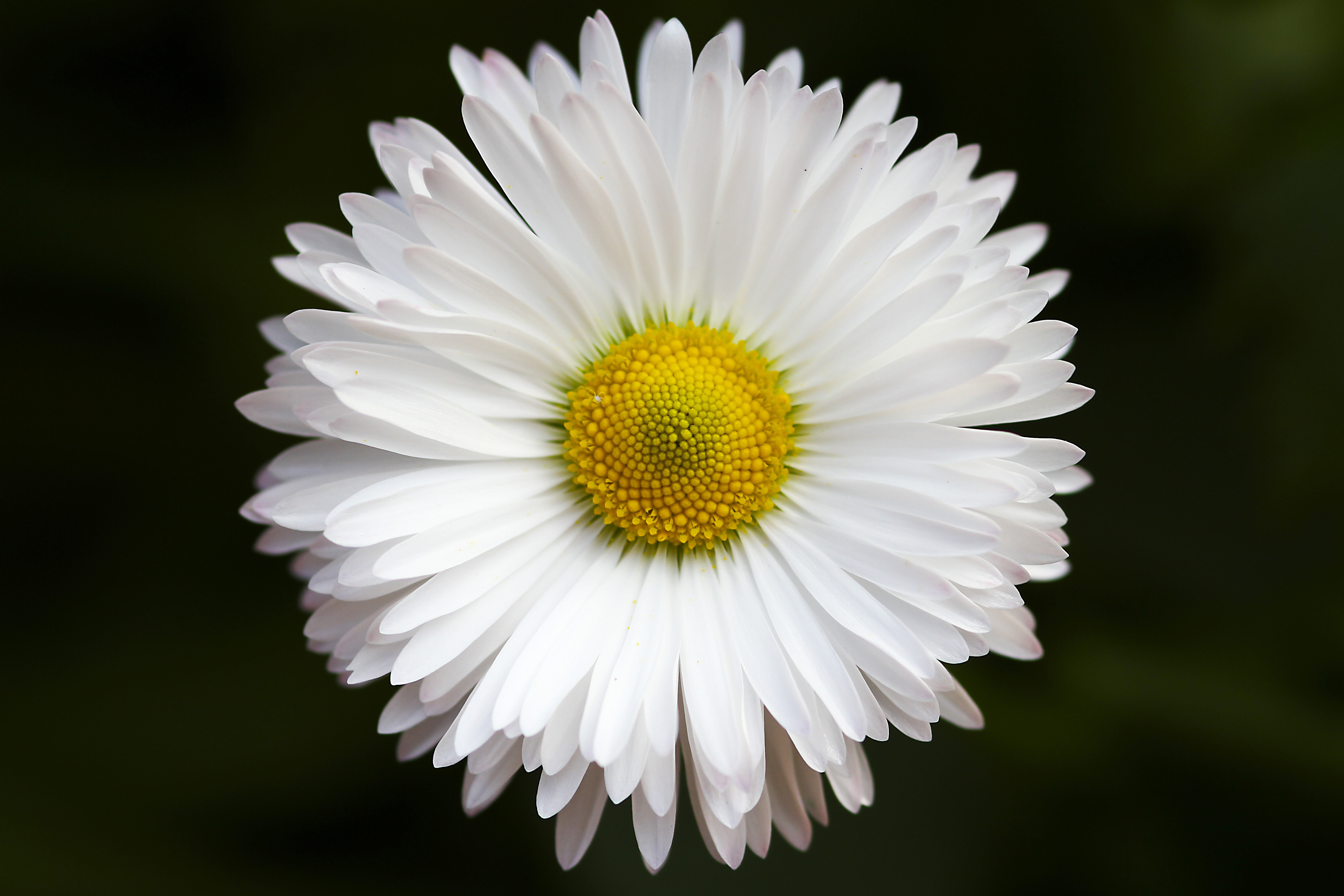 Téléchargez gratuitement l'image Fleurs, Fleur, Macro, Fermer, Marguerite, Fleur Blanche, Terre/nature sur le bureau de votre PC