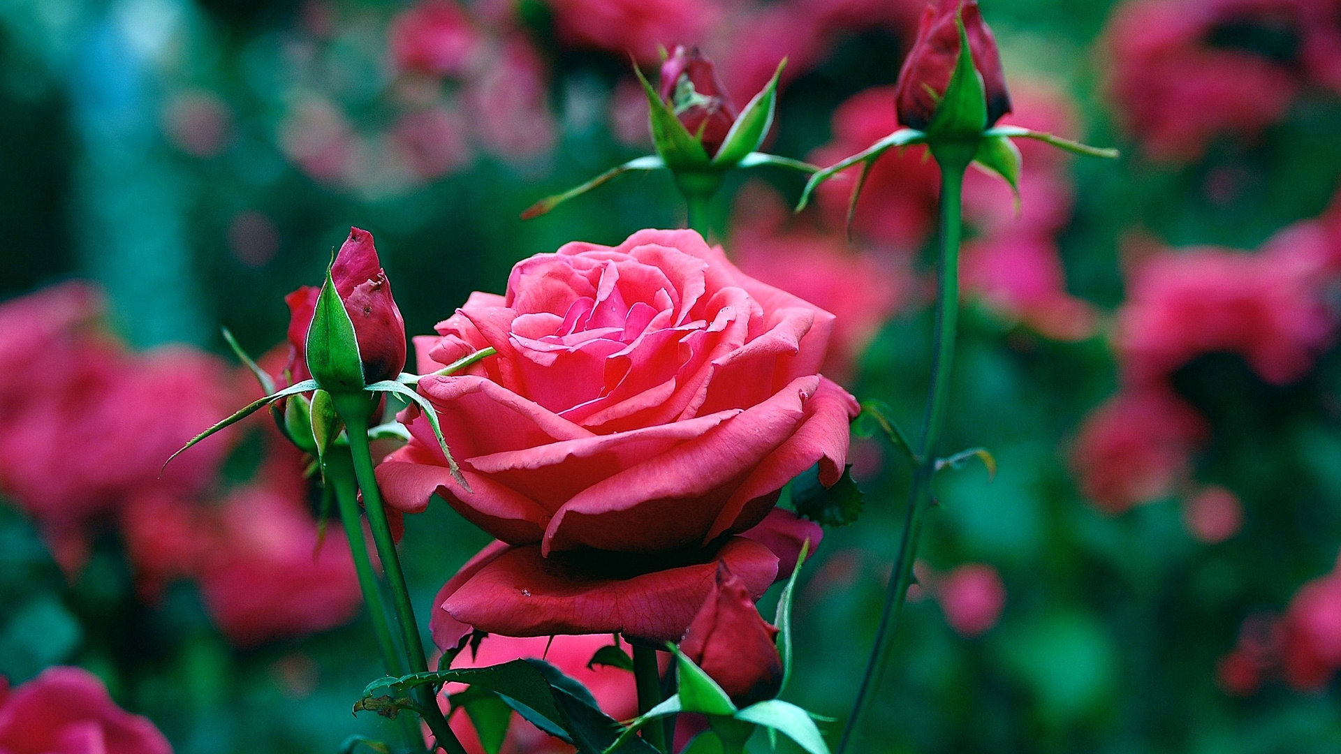 48060 descargar imagen plantas, flores, roses, rojo: fondos de pantalla y protectores de pantalla gratis