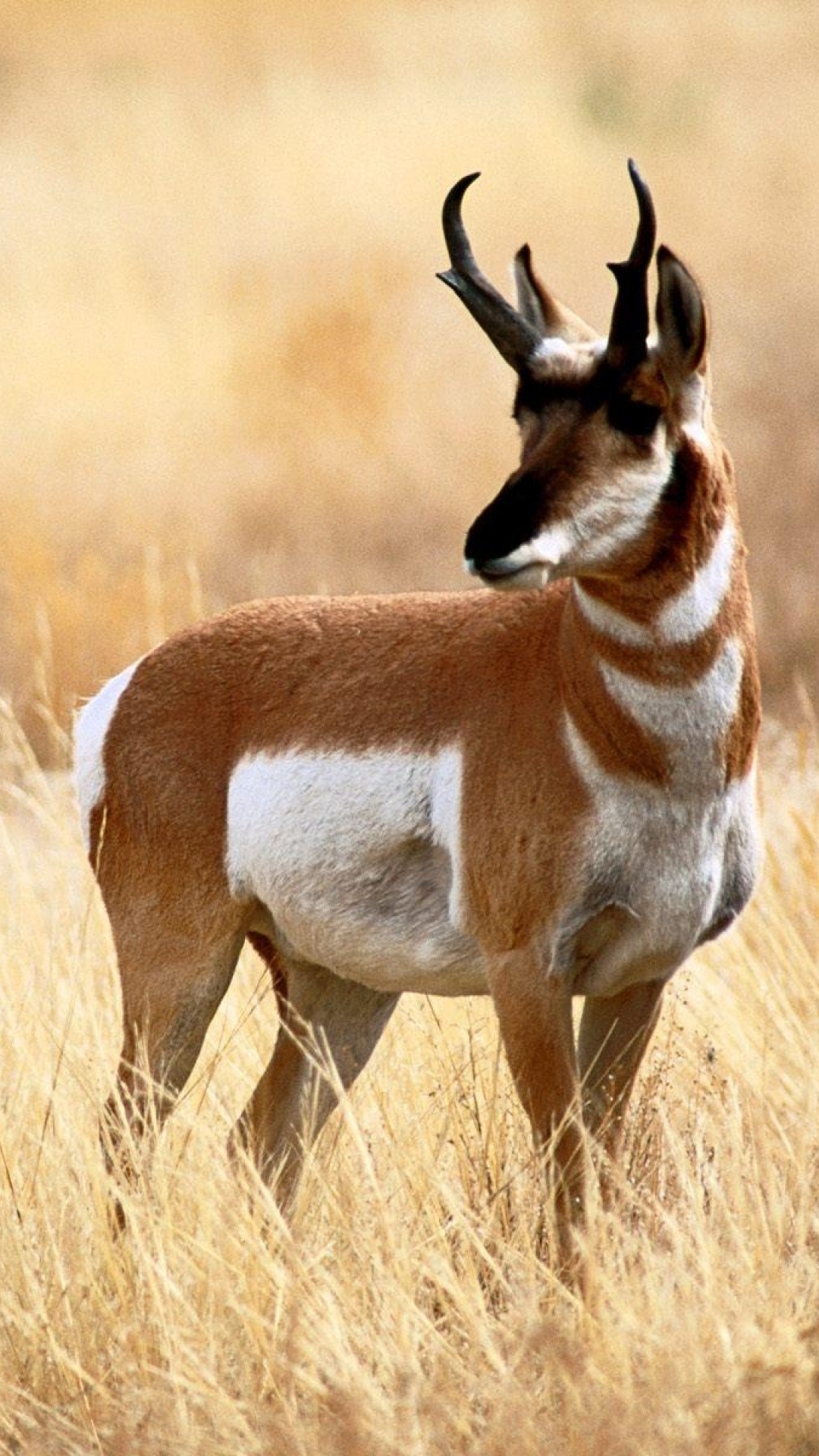 Handy-Wallpaper Tiere, Antilope kostenlos herunterladen.