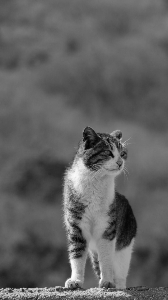 Descarga gratuita de fondo de pantalla para móvil de Animales, Gatos, Gato.