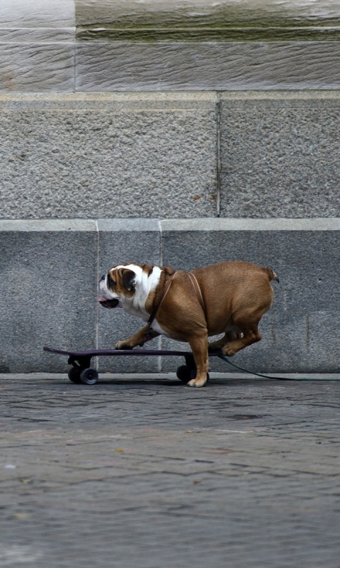 Download mobile wallpaper Dogs, Animal, Bulldog for free.
