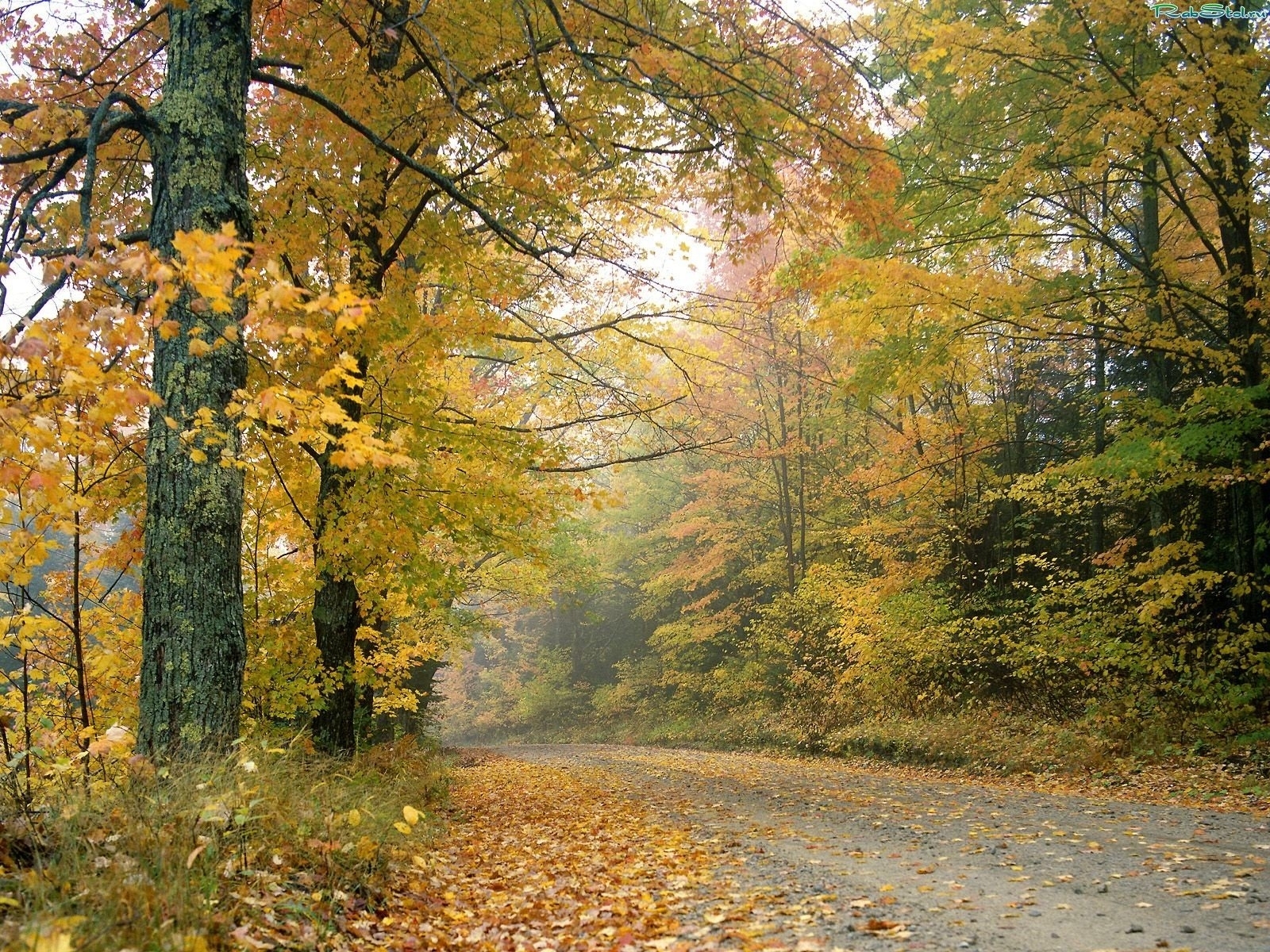 Download mobile wallpaper Landscape, Trees, Leaves for free.