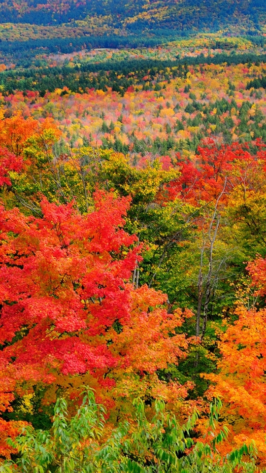 Descarga gratuita de fondo de pantalla para móvil de Naturaleza, Otoño, Bosque, Árbol, Tierra, Colores, Tierra/naturaleza.