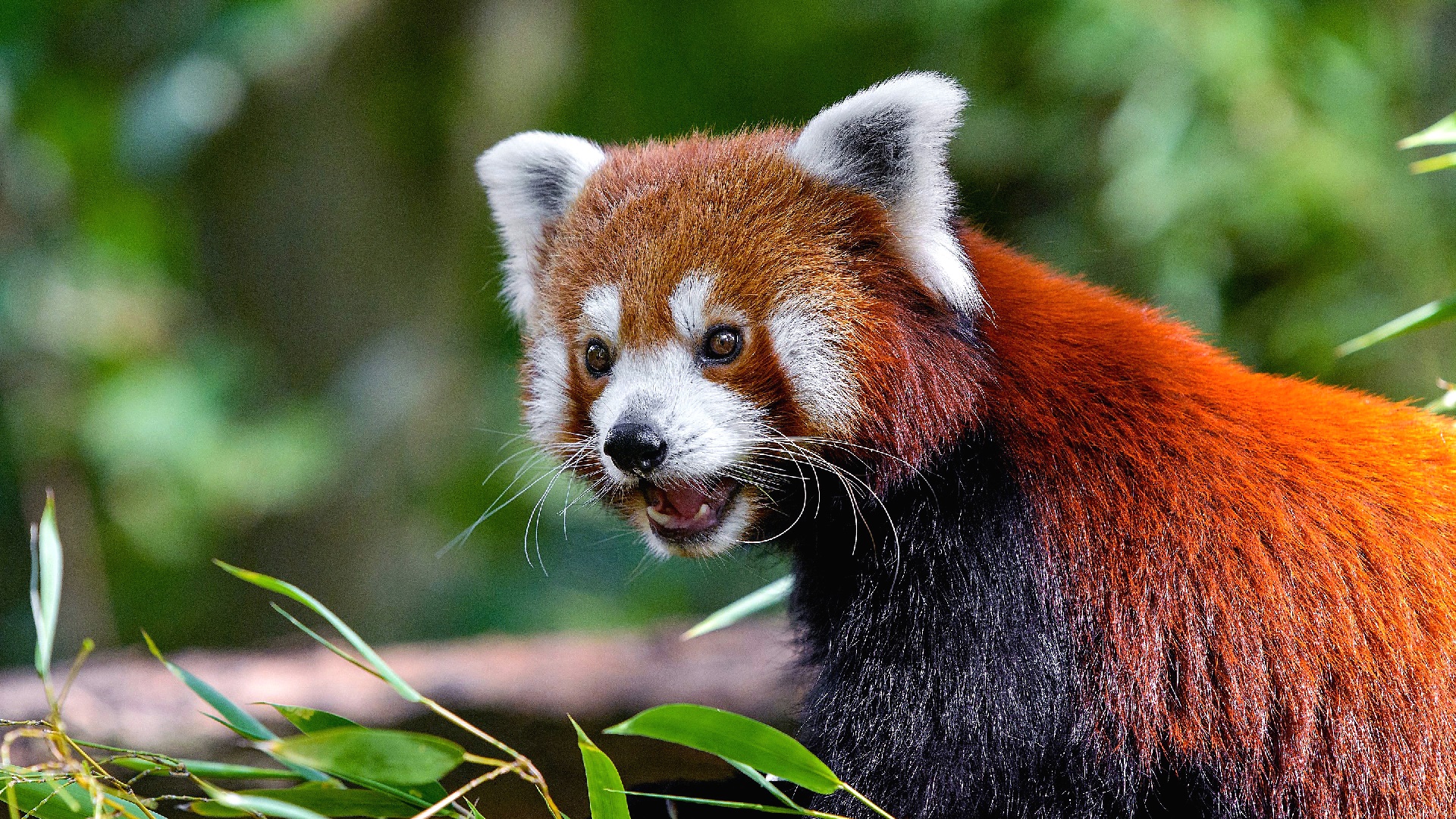 Téléchargez des papiers peints mobile Animaux, Panda Roux gratuitement.