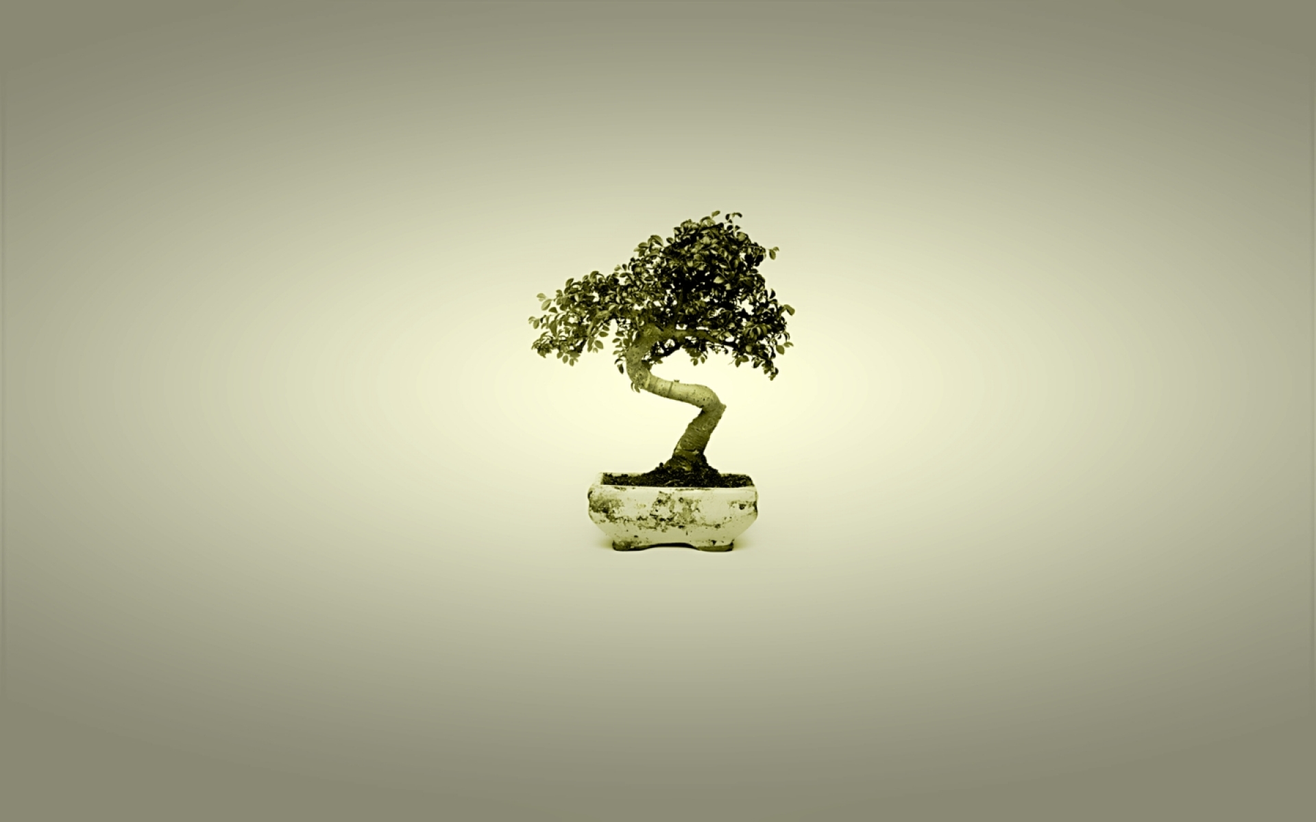 earth, bonsai