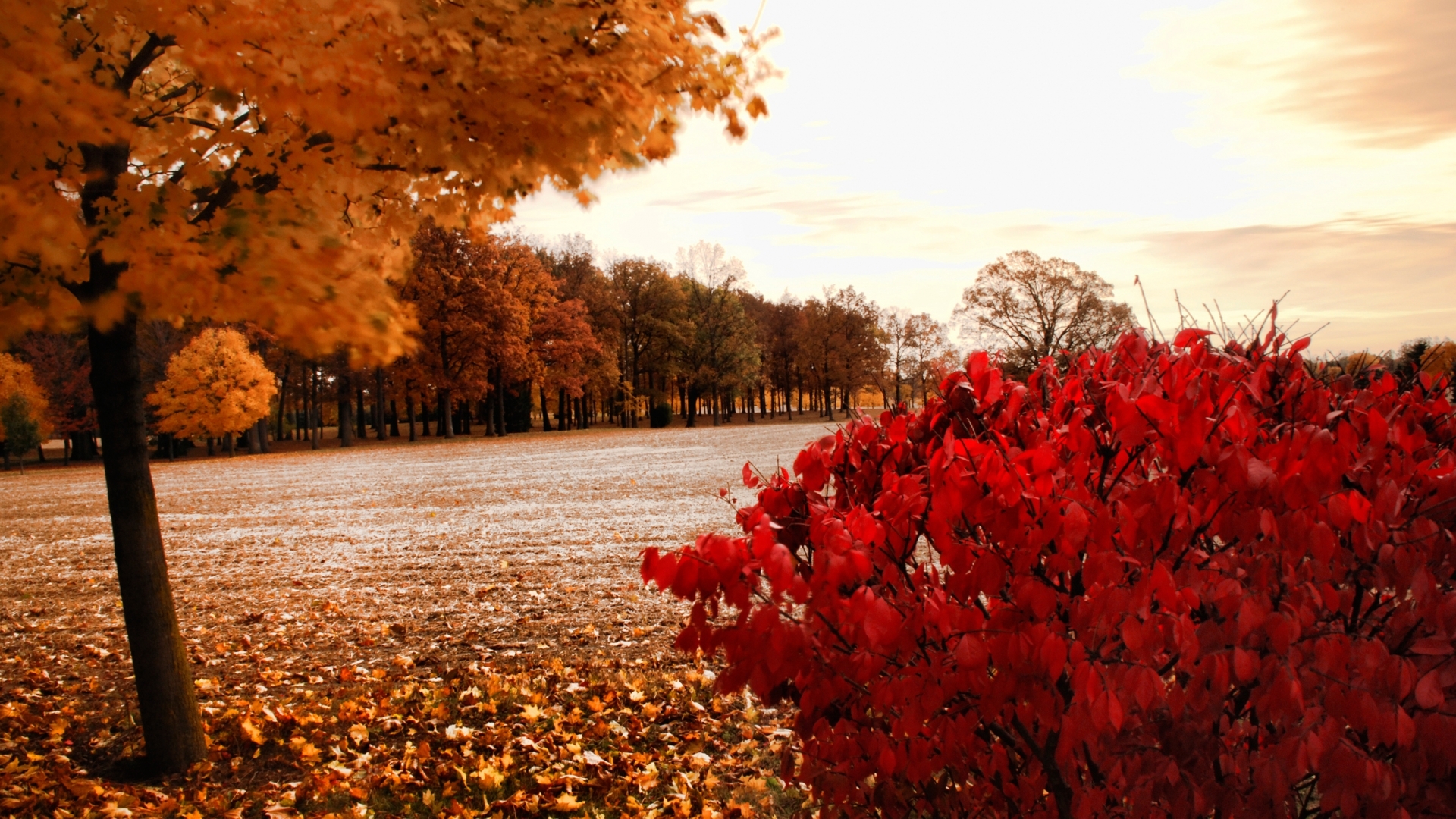 Скачать картинку Деревья, Пейзаж, Поля, Осень в телефон бесплатно.