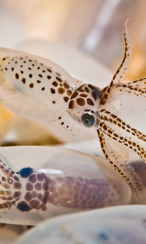 Download mobile wallpaper Animal, Squid for free.