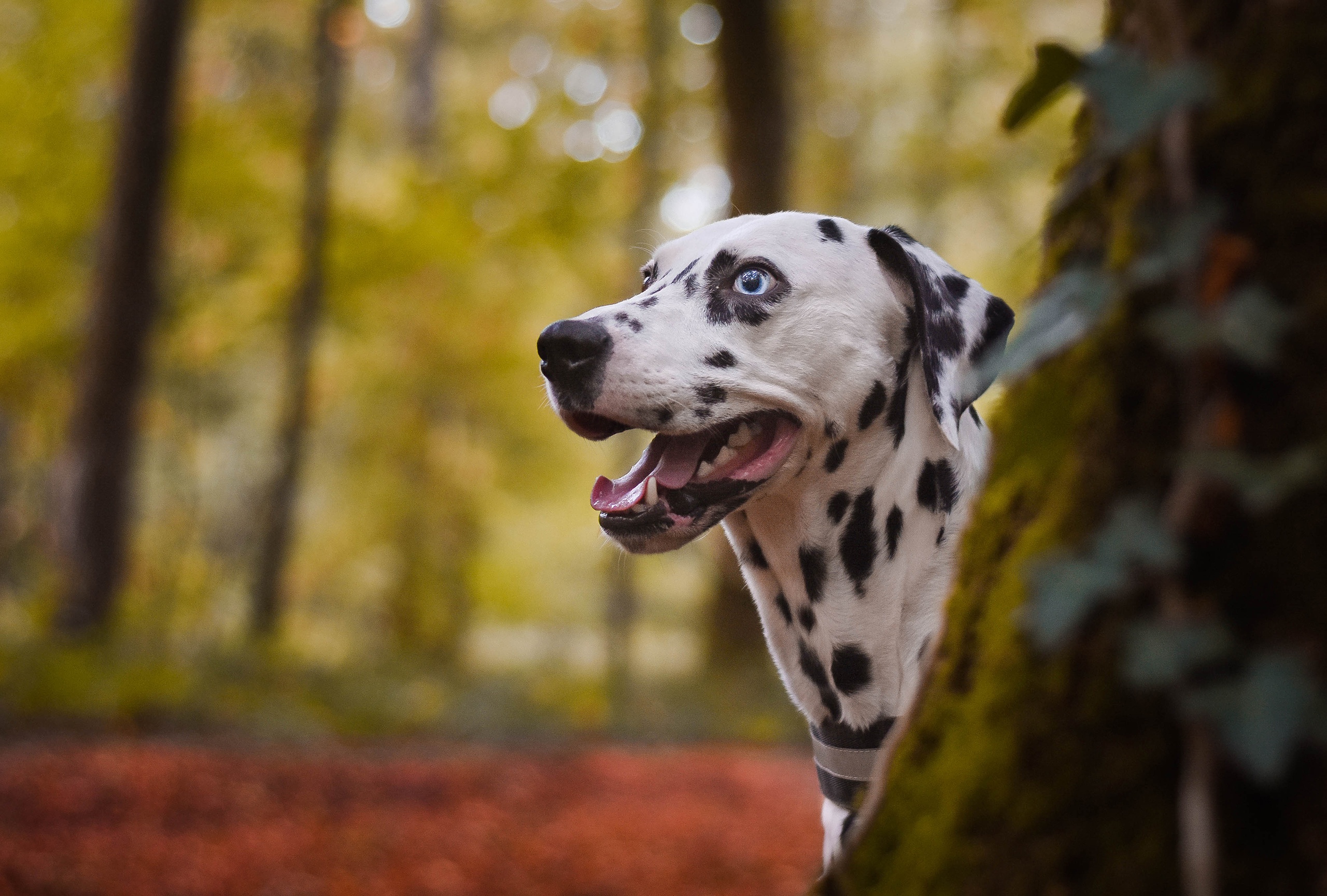 Download mobile wallpaper Dogs, Dog, Animal, Dalmatian, Depth Of Field for free.