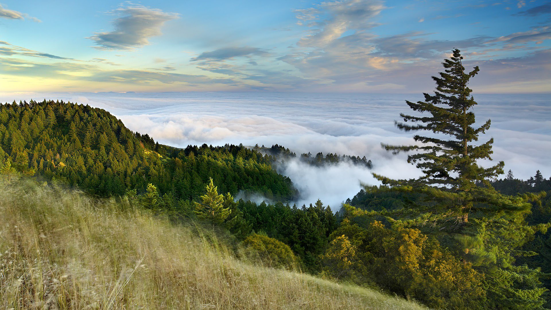 Laden Sie das Natur, Horizont, Wald, Baum, Gebirge, Wolke, Erde/natur, Wolkenmeer-Bild kostenlos auf Ihren PC-Desktop herunter