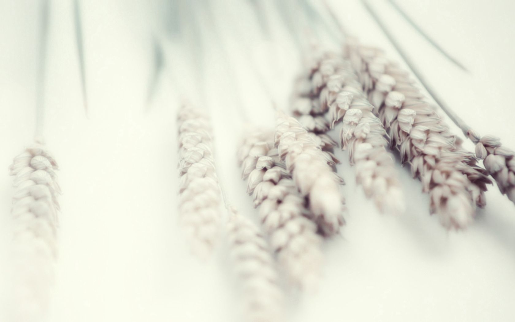 wheat, white, plant, macro, tenderness iphone wallpaper