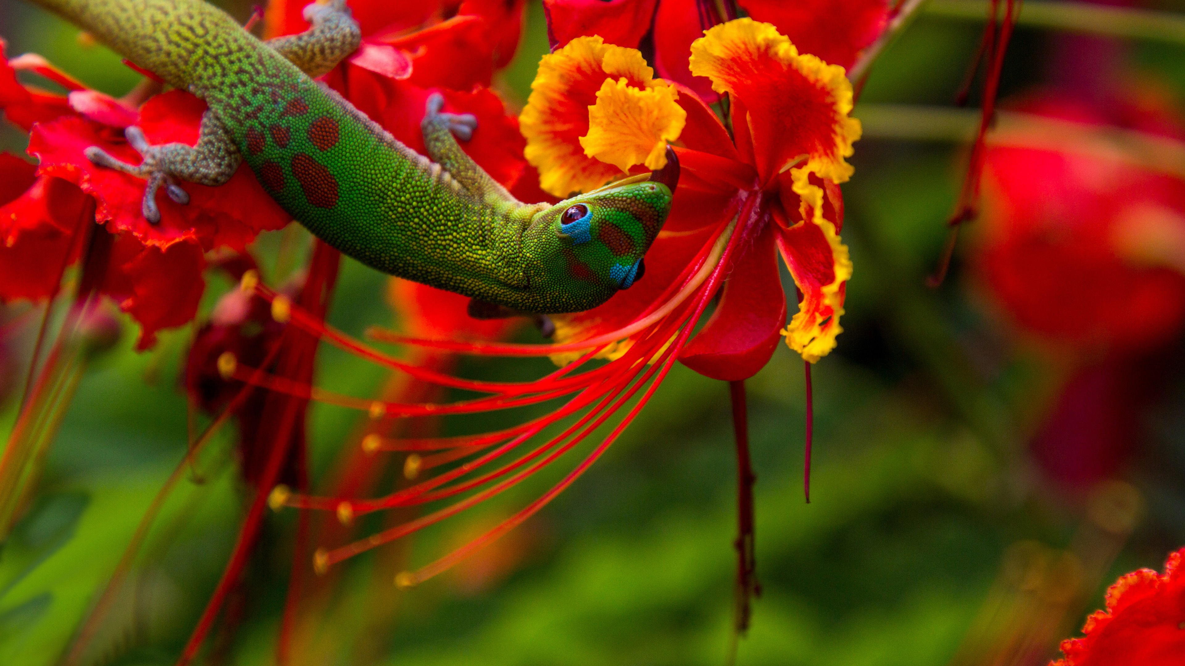 Download mobile wallpaper Flower, Animal, Lizard, Reptile, Reptiles, Gecko for free.