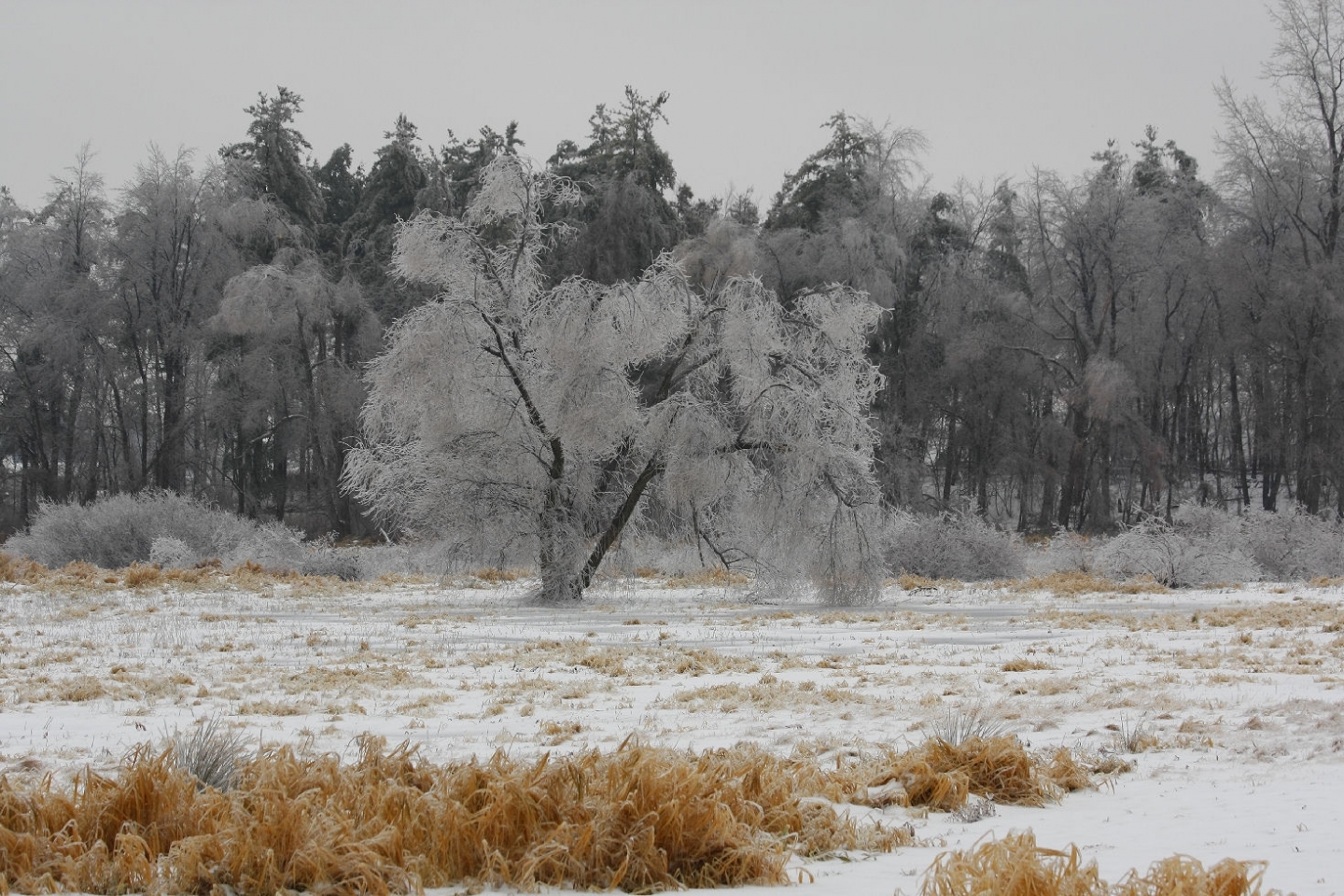 無料モバイル壁紙風景, 冬, 雪, 木をダウンロードします。