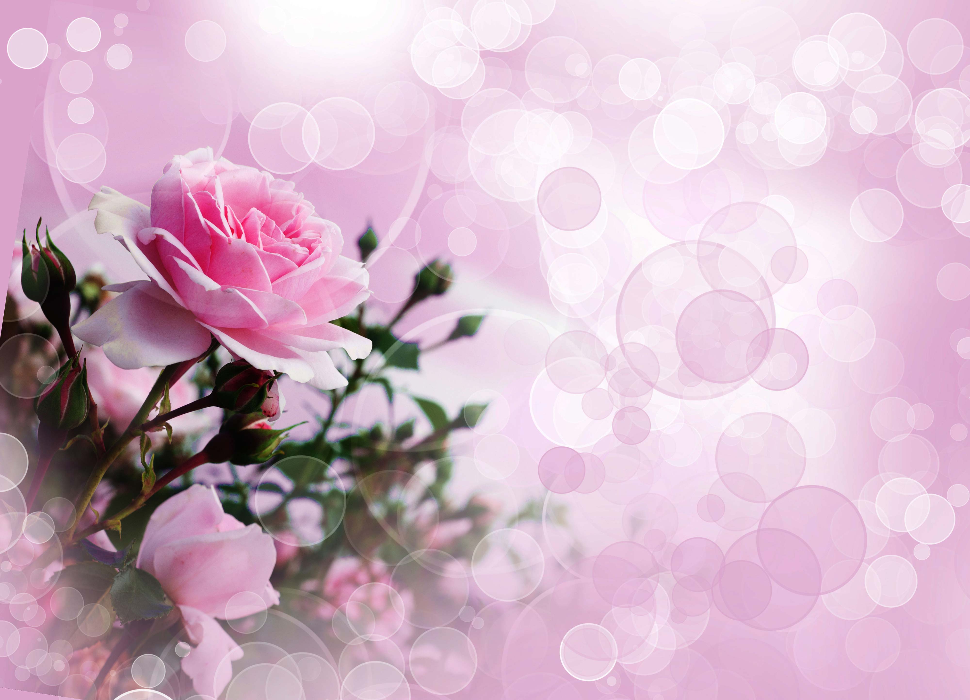 Завантажити шпалери безкоштовно Квітка, Роза, Художній, Рожева Квітка, Рожева Троянда картинка на робочий стіл ПК