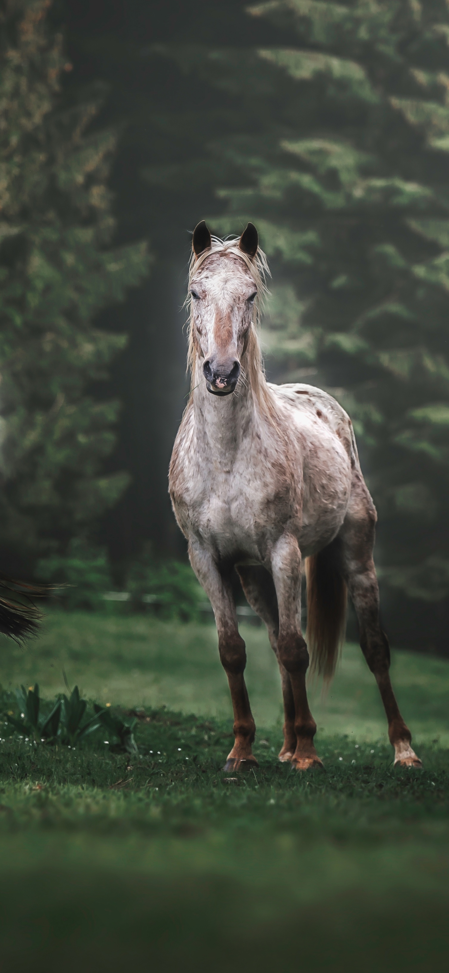 Download mobile wallpaper Animal, Horse for free.