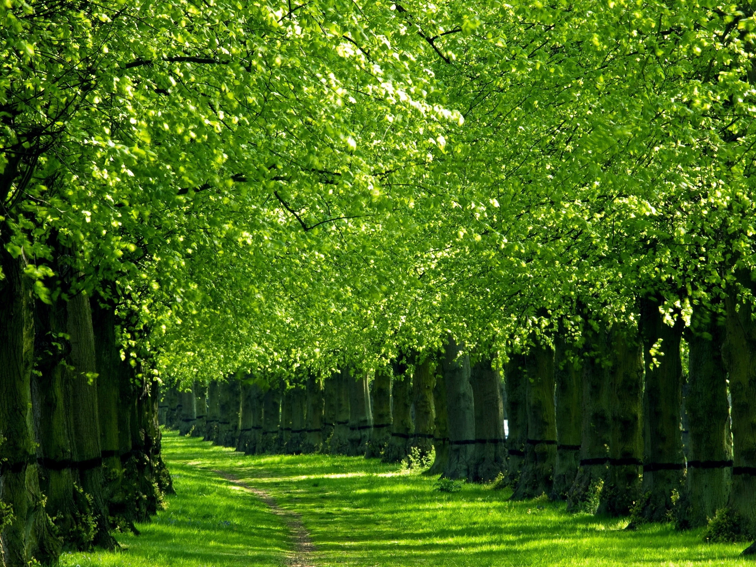 nature, trail, trees, grass, green, path, corridor