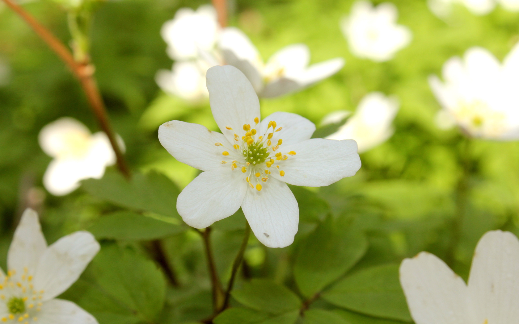 Free download wallpaper Flowers, Flower, Earth on your PC desktop